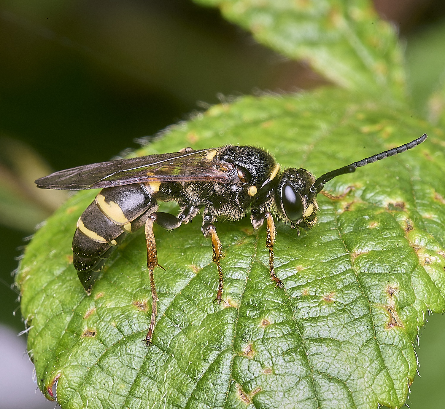 AldboroughAmystaceus040725-1