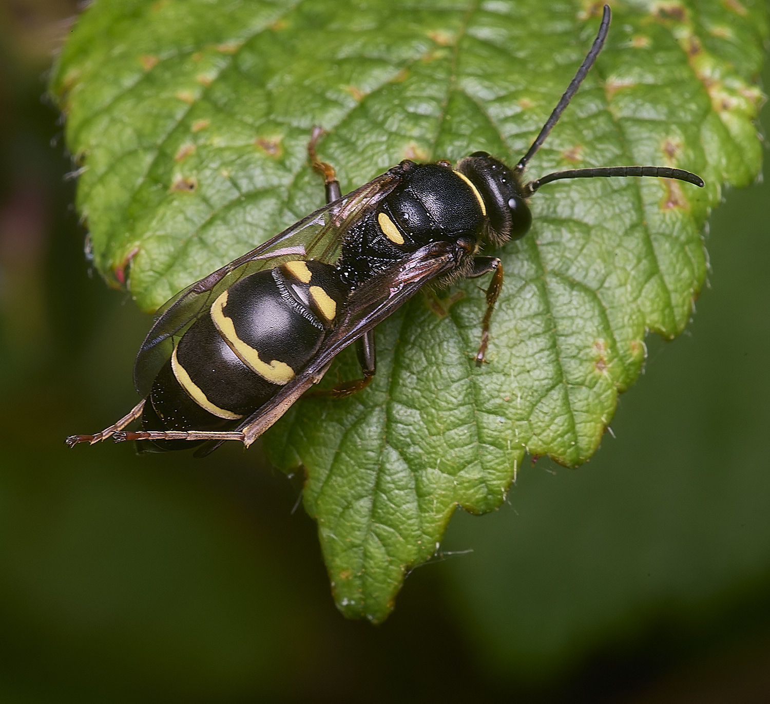 AldboroughAmystaceus040725-2