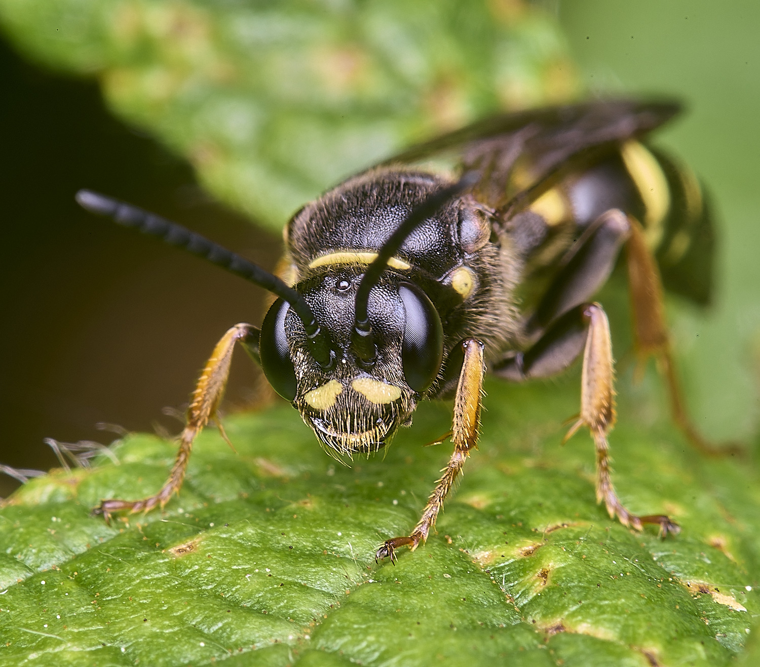 AldboroughAmystaceus040725-3