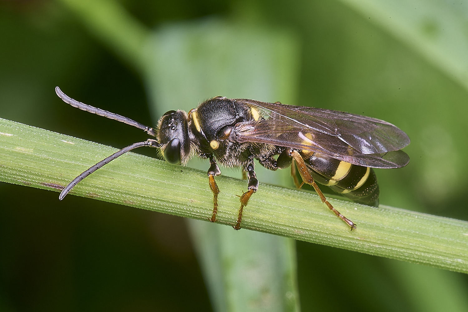 AldboroughAmystaceus040725-4