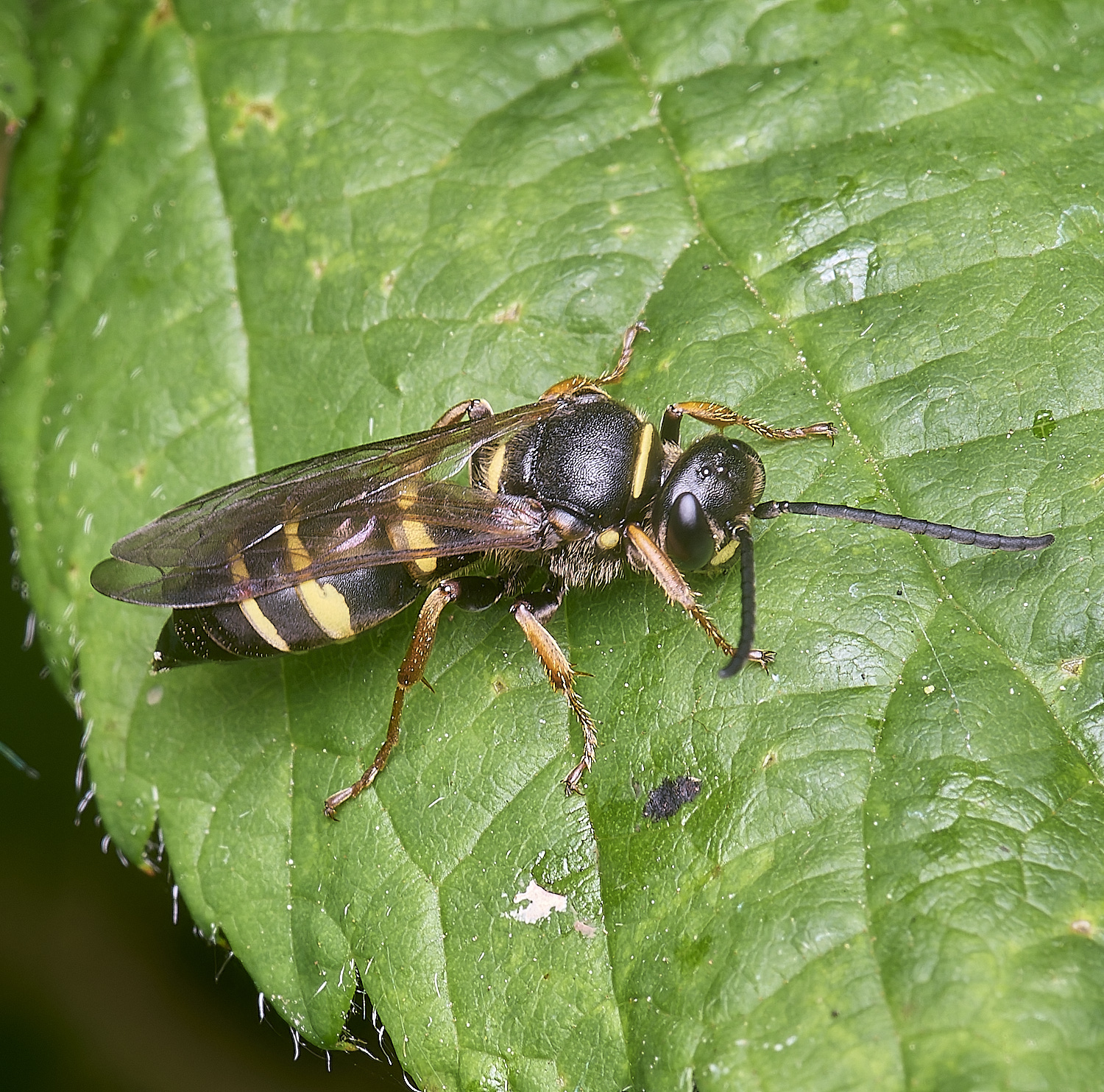 AldboroughAmystaceus040725-5