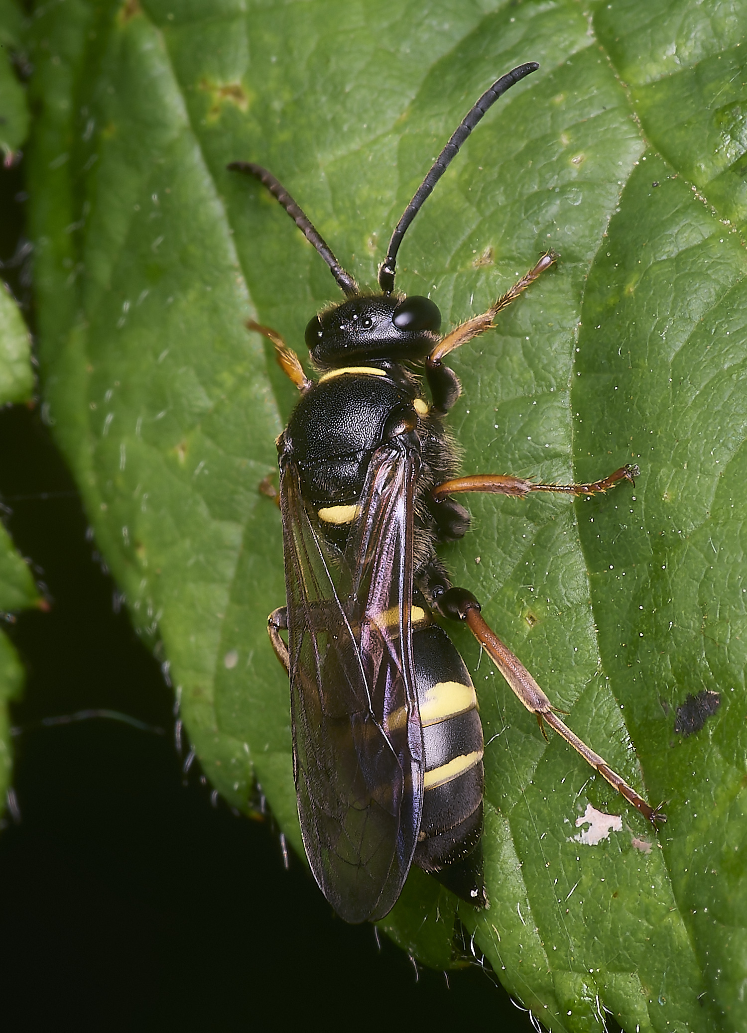 AldboroughAmystaceus040725-6