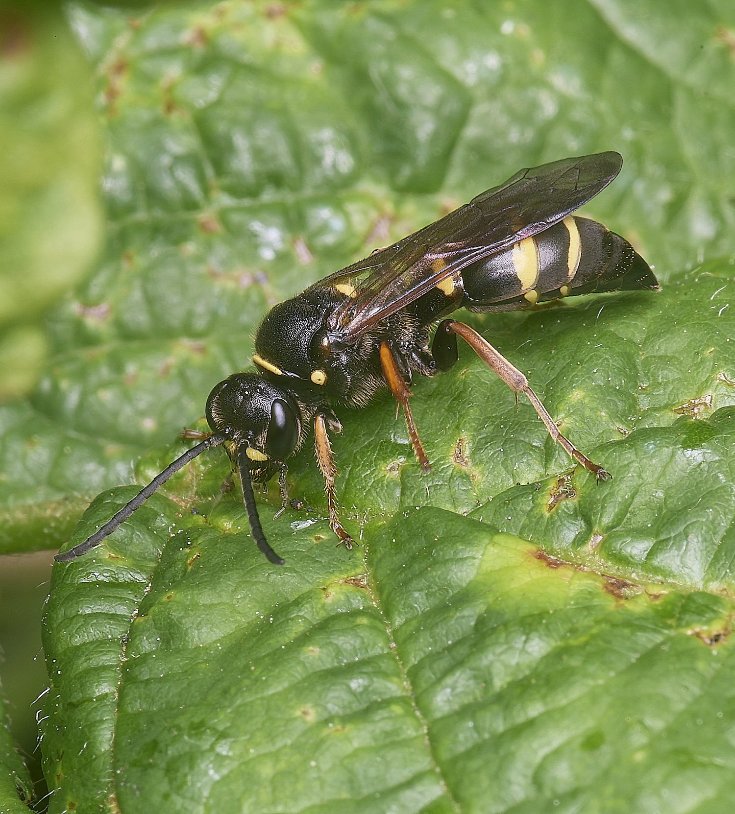 AldboroughAmystaceus040725-7