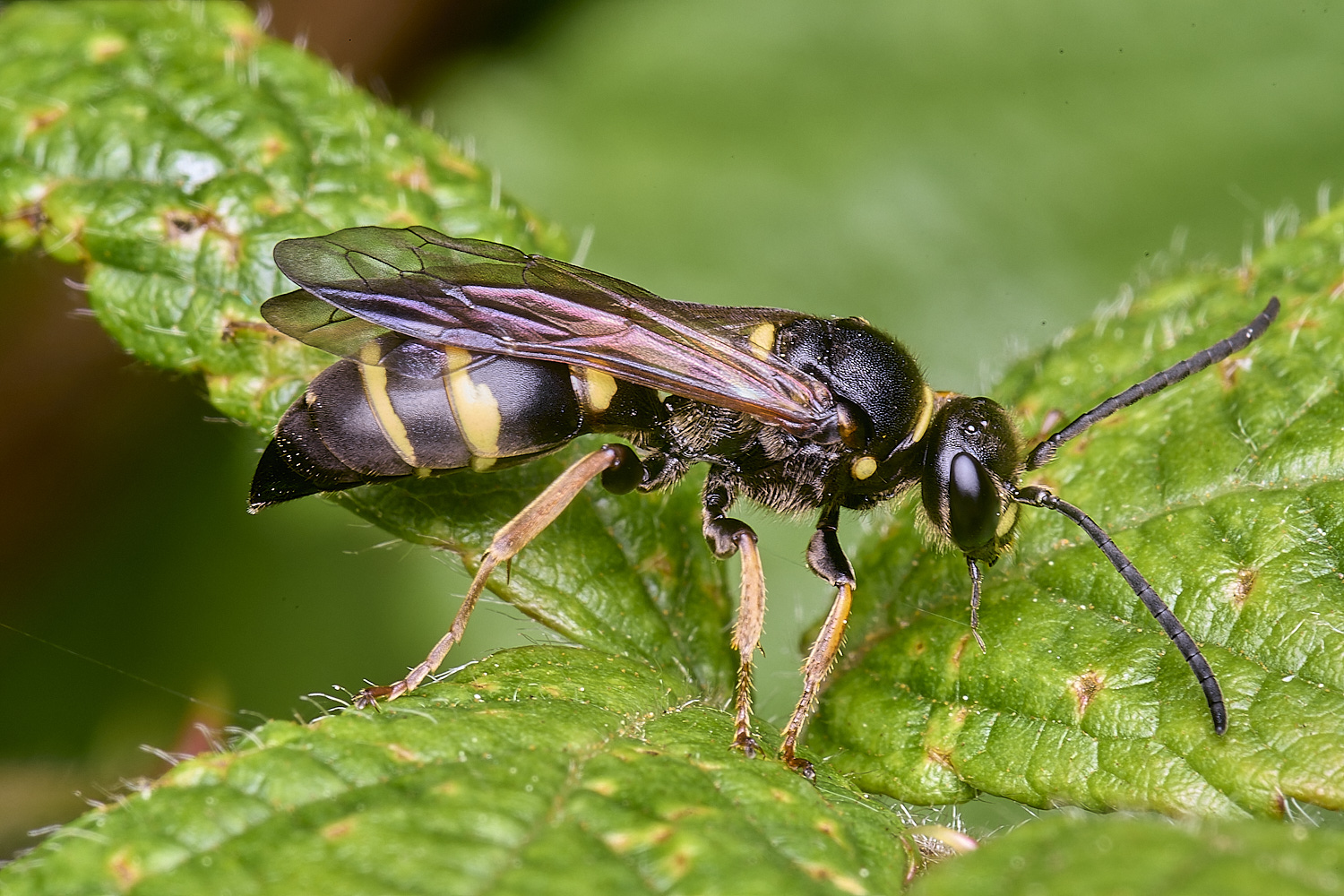 AldboroughAmystaceus040725-8