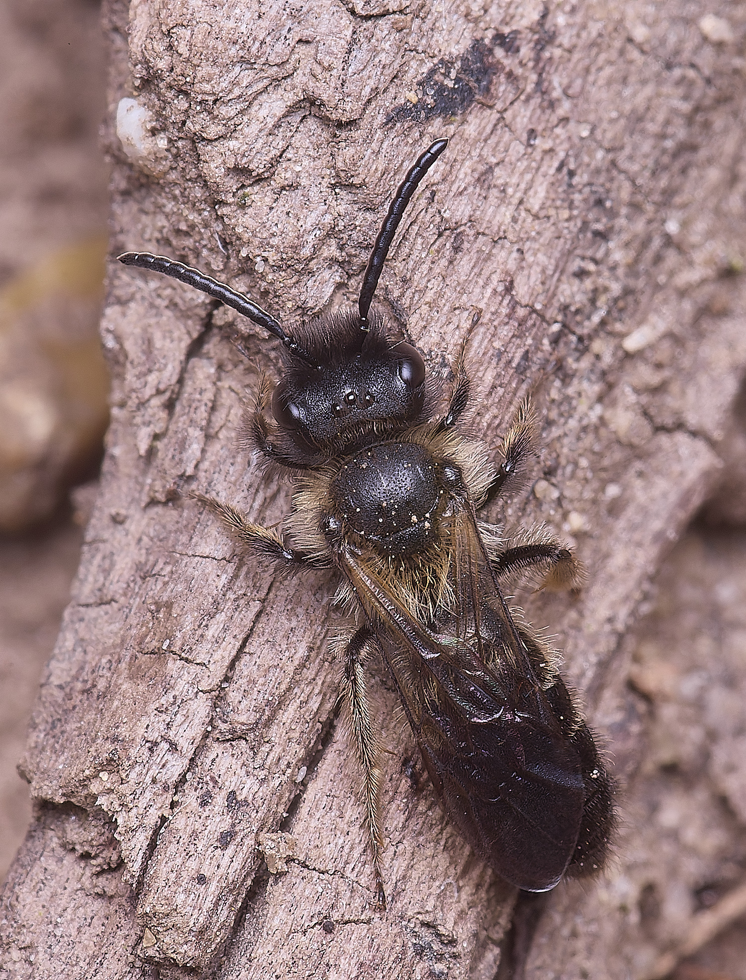 AldboroughAndrenaSp040625-1