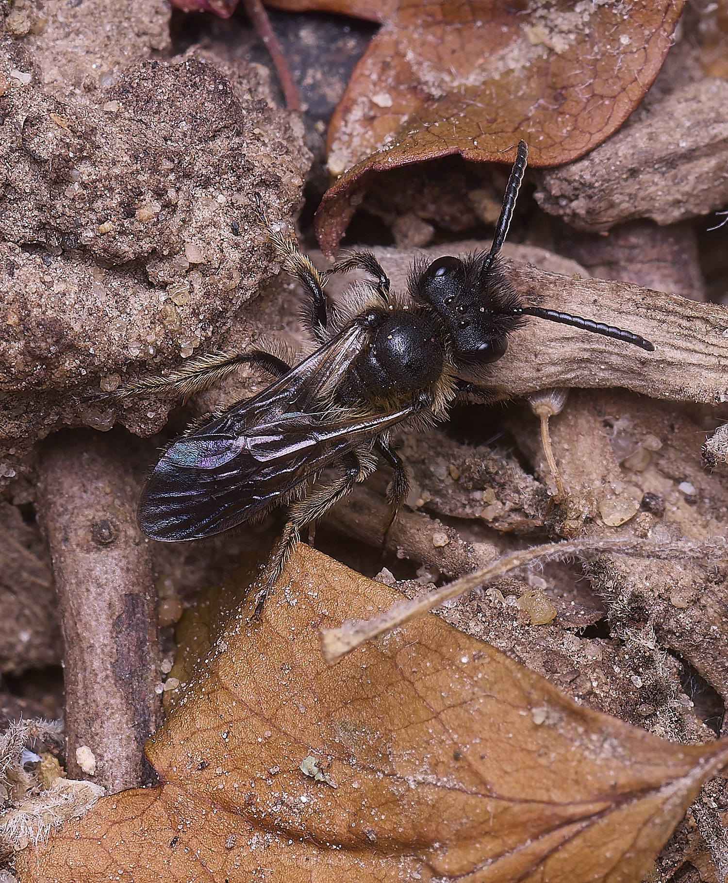 AldboroughAndrenaSp040625-2