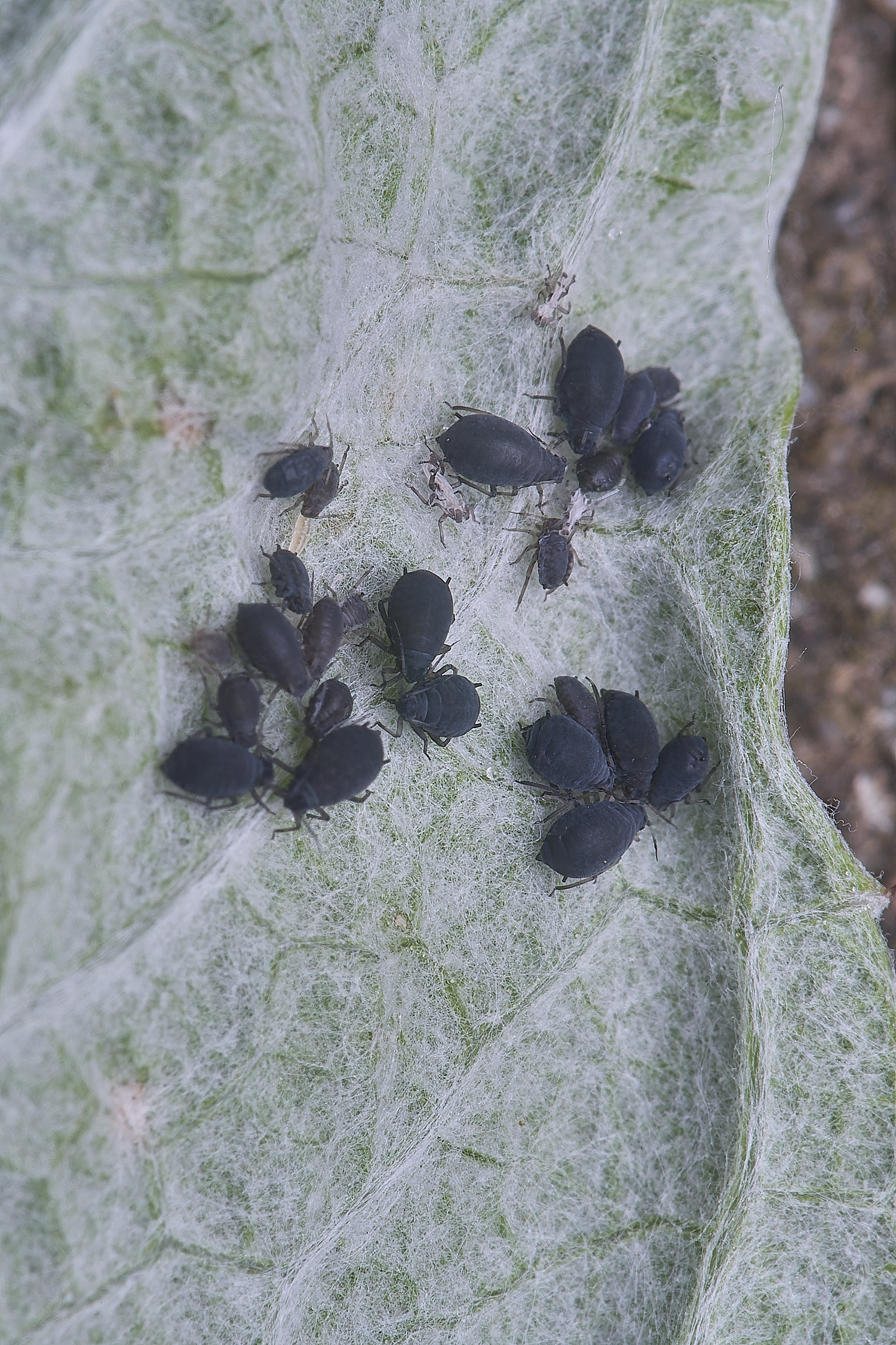 AldboroughAphisCardamon040725-1