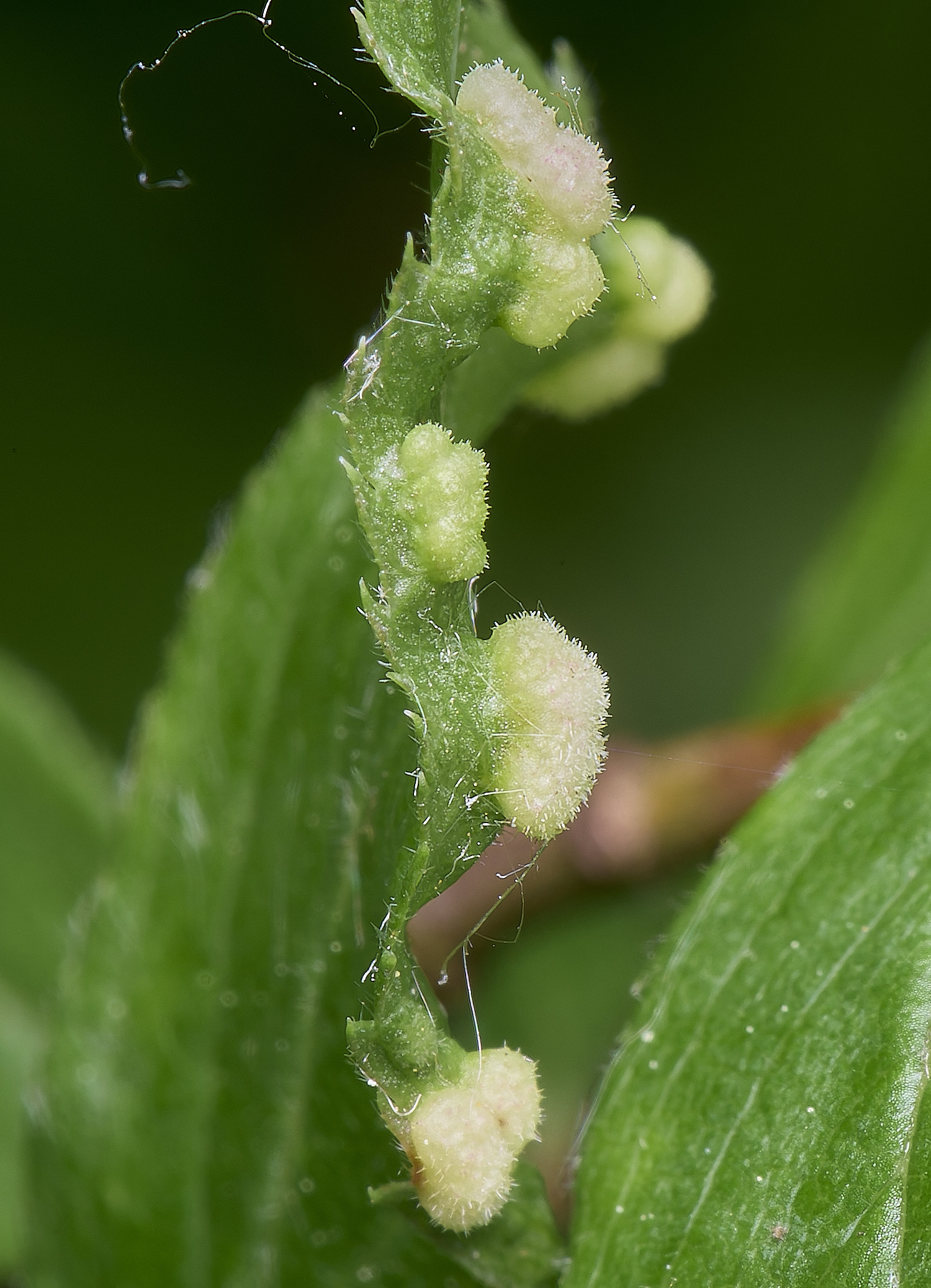 AldboroughBlackthornGall040725-1