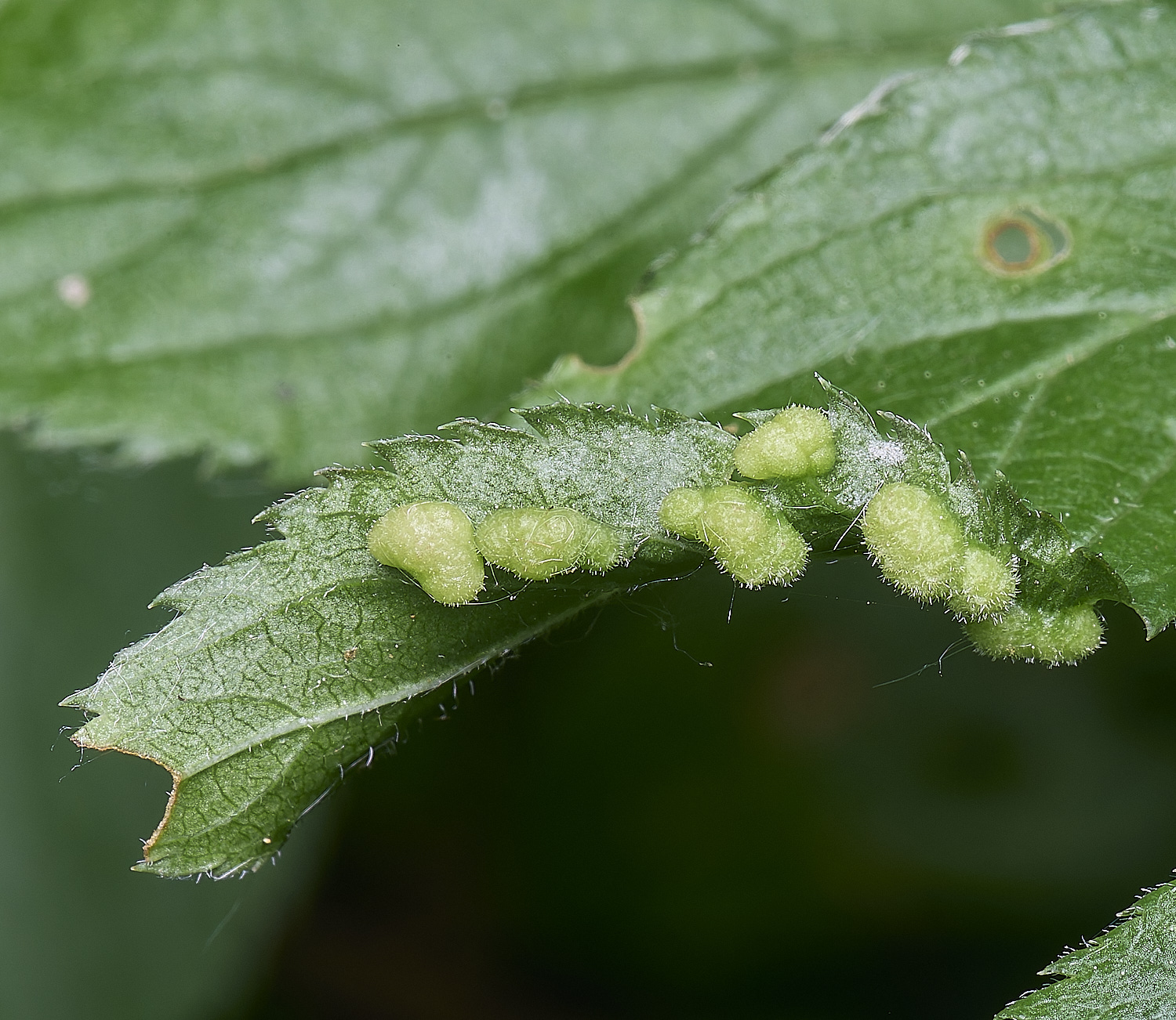 AldboroughBlackthornGall040725-2