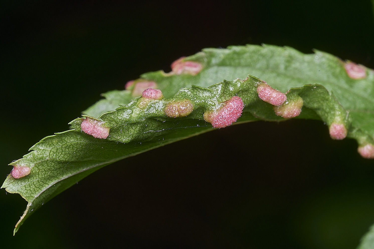 AldboroughBlackthornGall040725-3