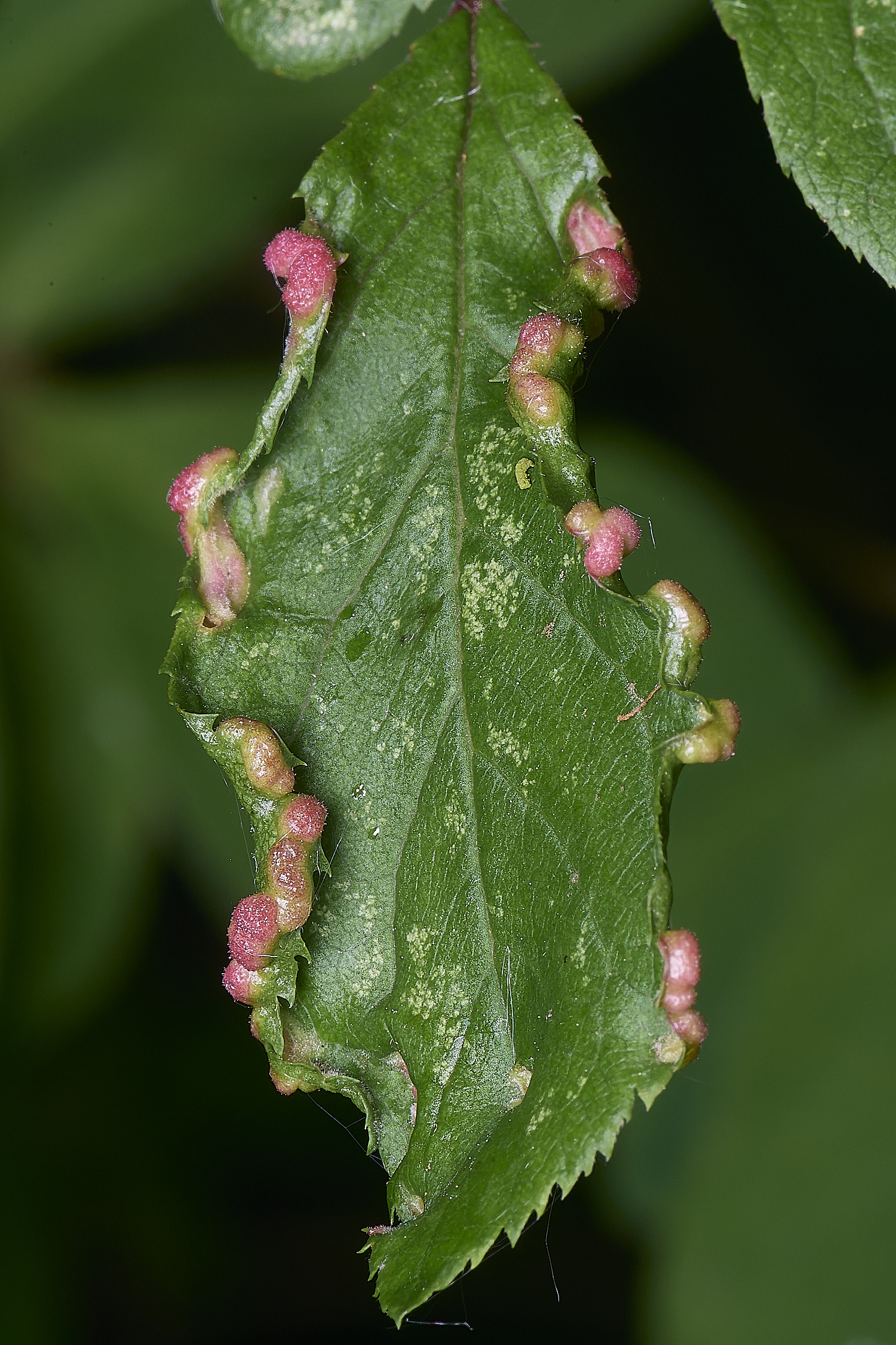 AldboroughBlackthornGall040725-4