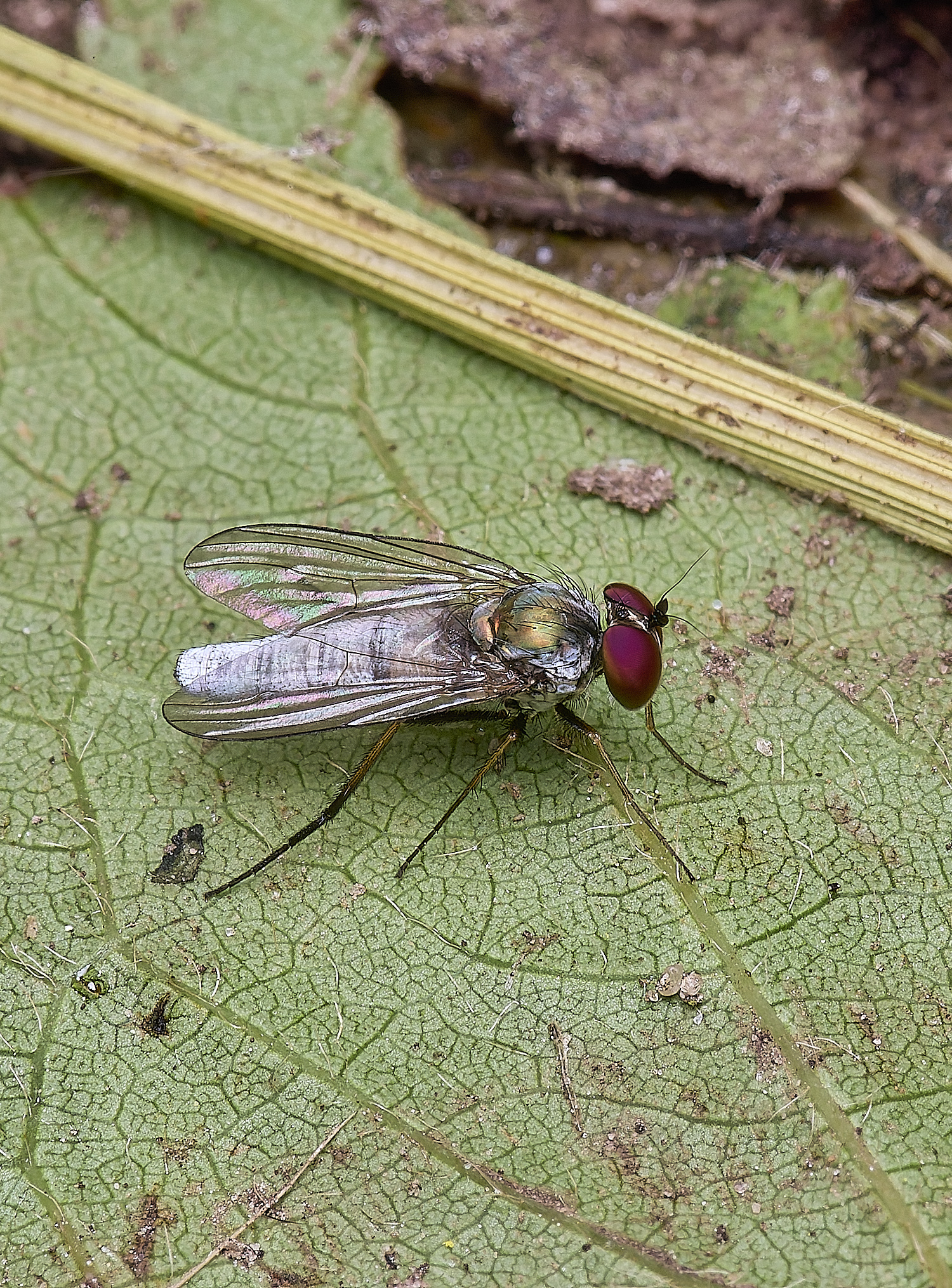 AldboroughBlueFly040625-1