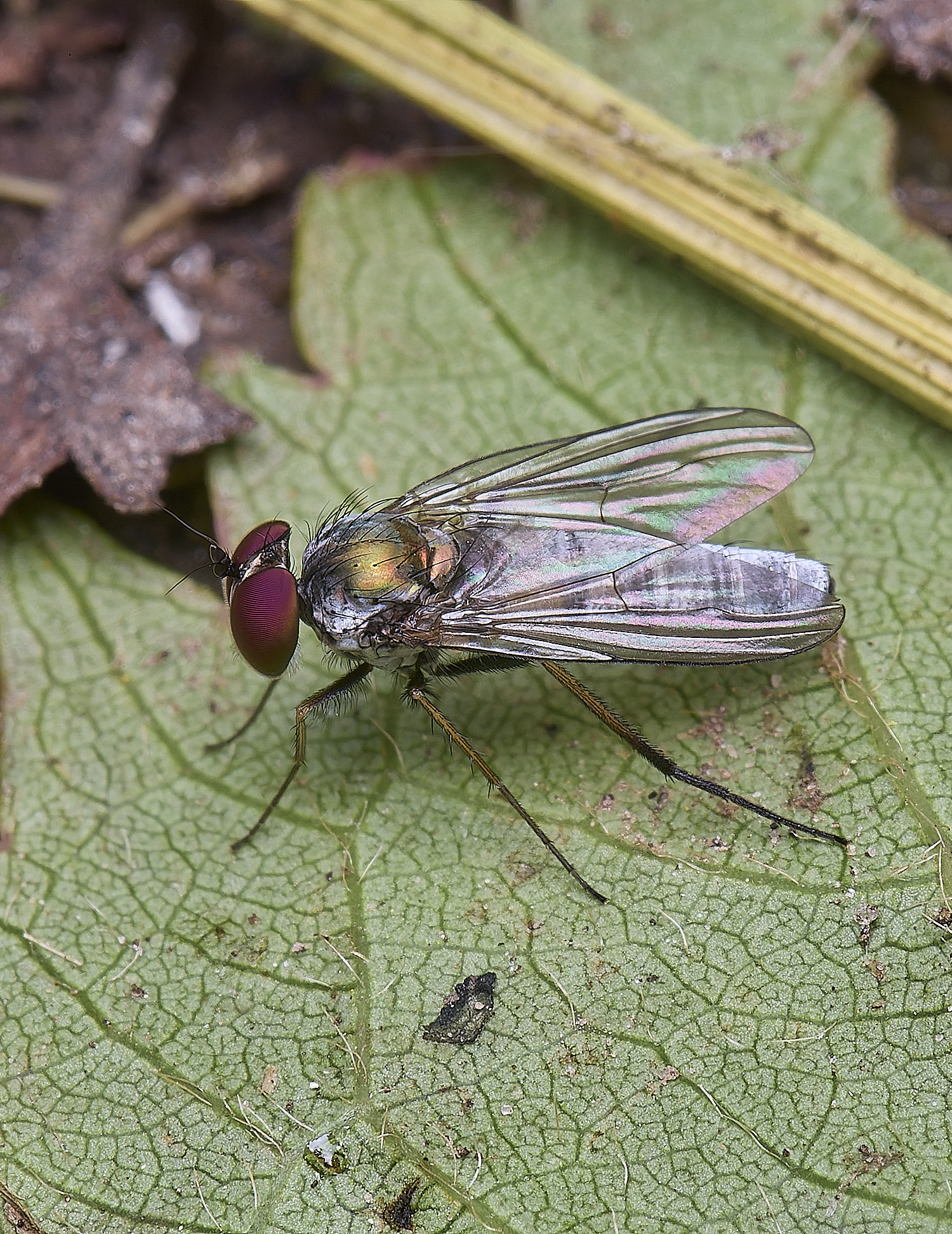 AldboroughBlueFly040625-2