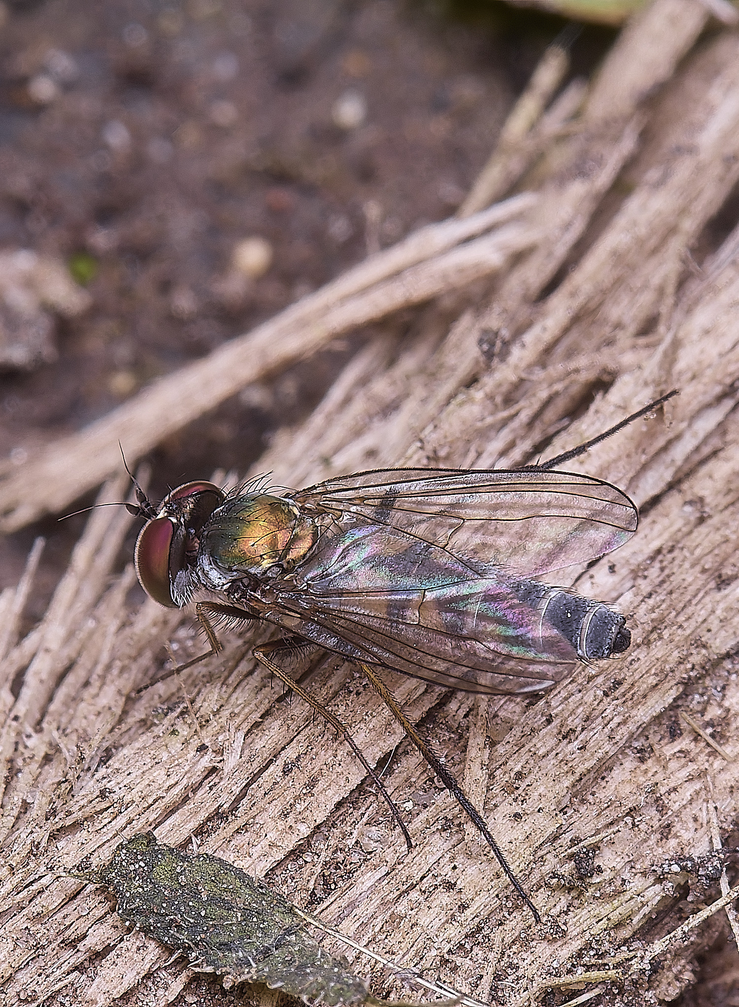 AldboroughBlueFly040625-3