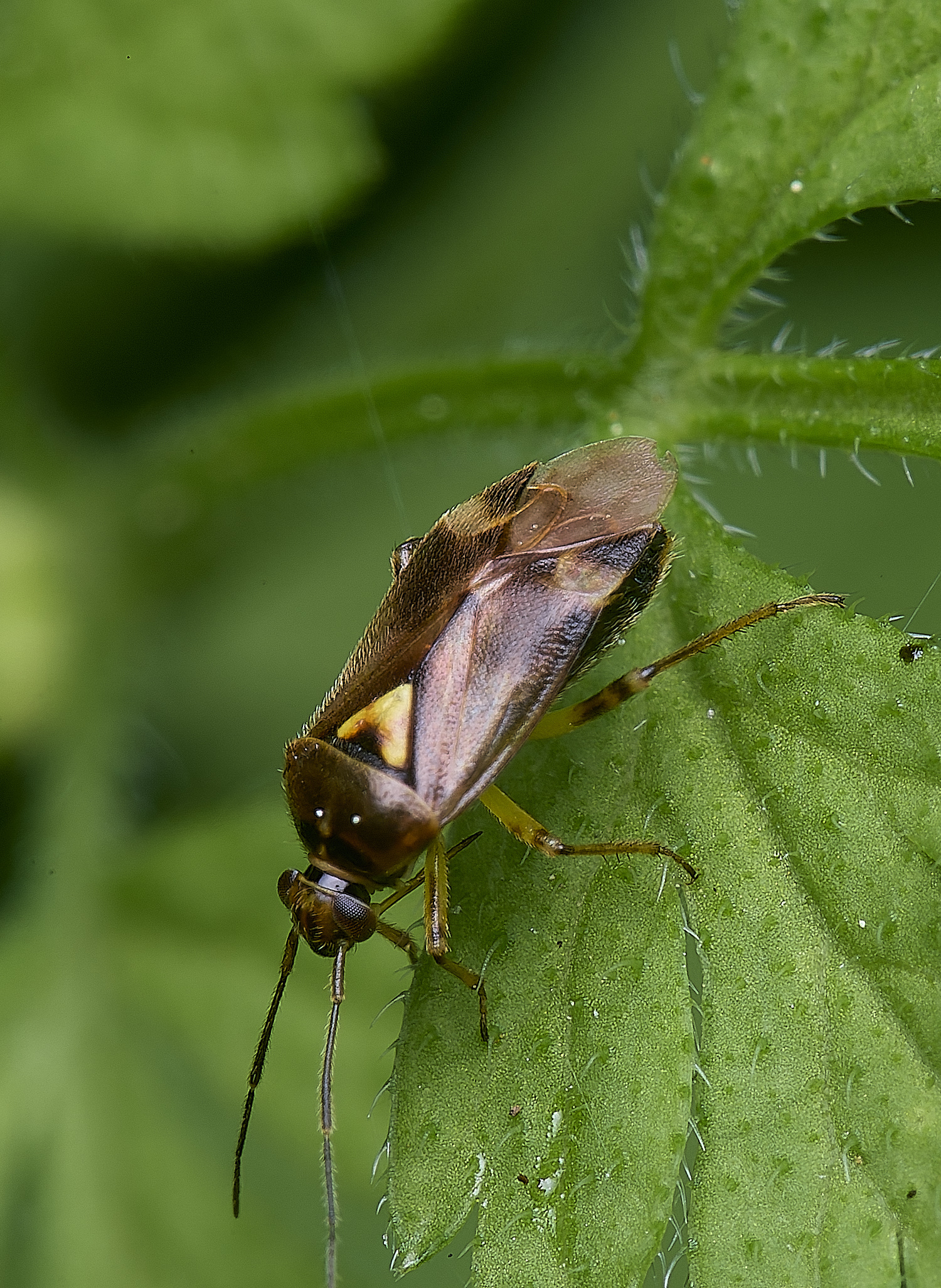 AldboroughBugSp040625-1