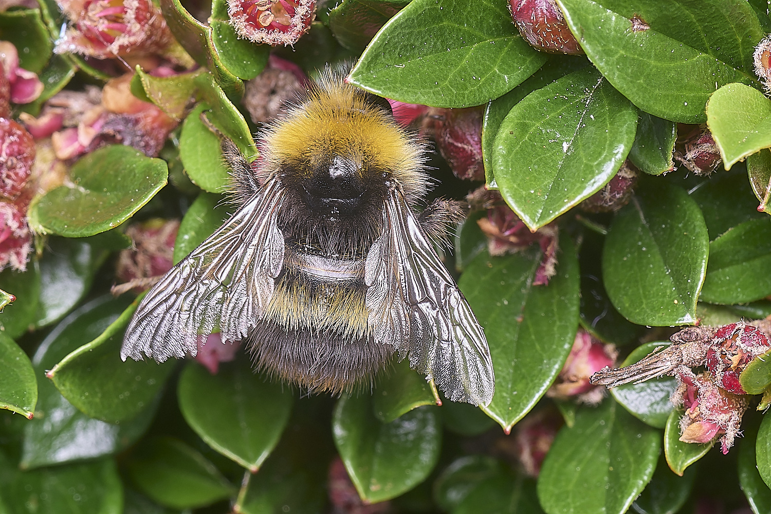 AldboroughBumble2040625-1