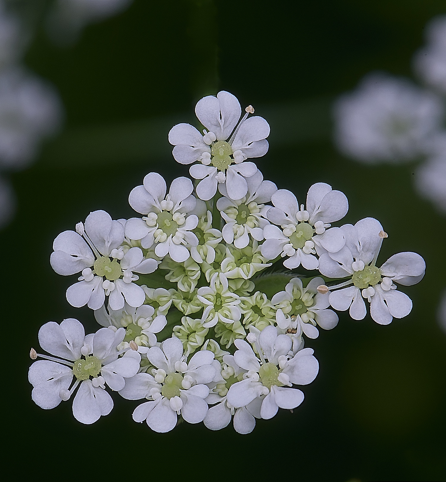 AldboroughBurChervil040625-2 1