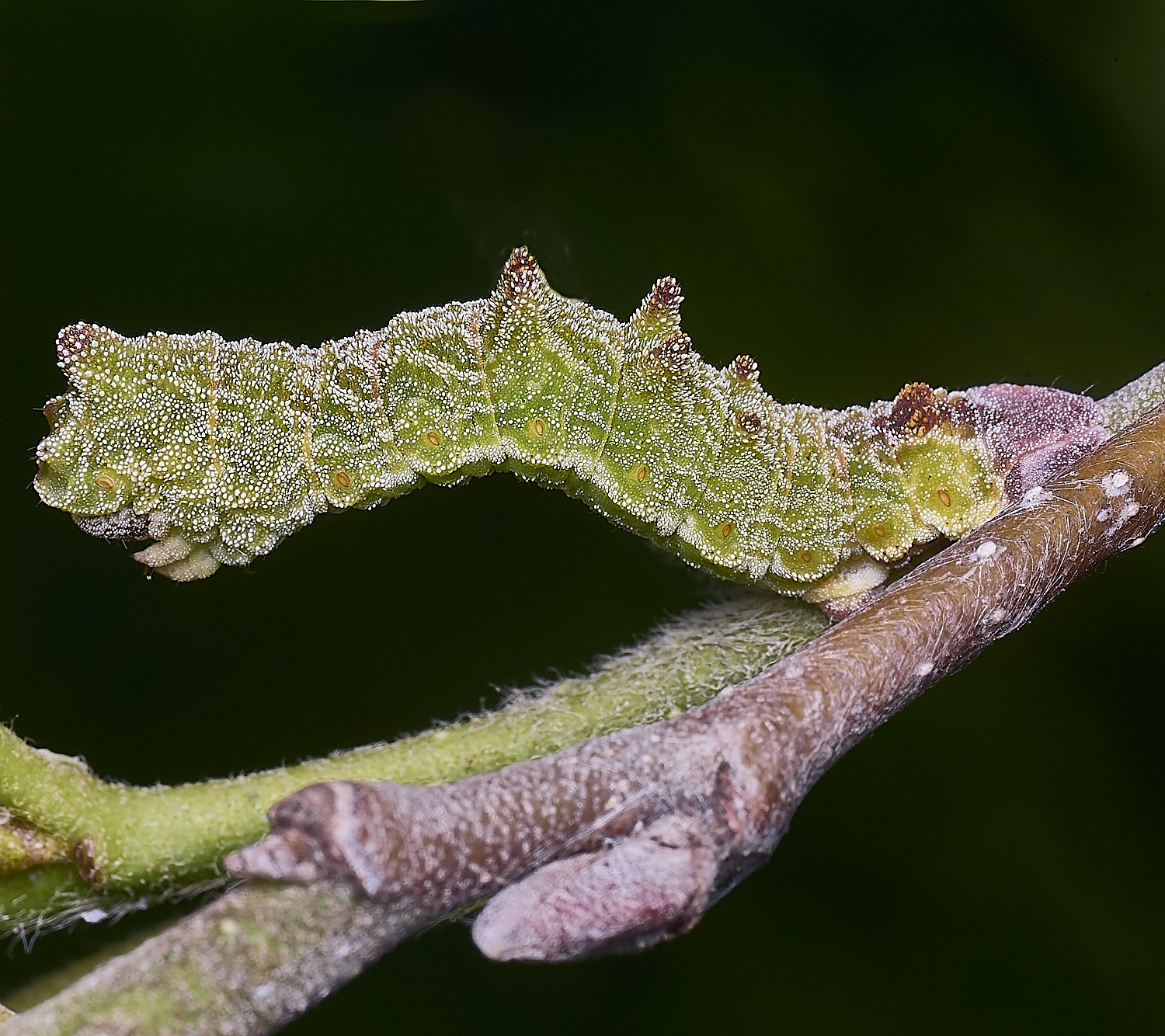 AldboroughCaterpillar040625-1