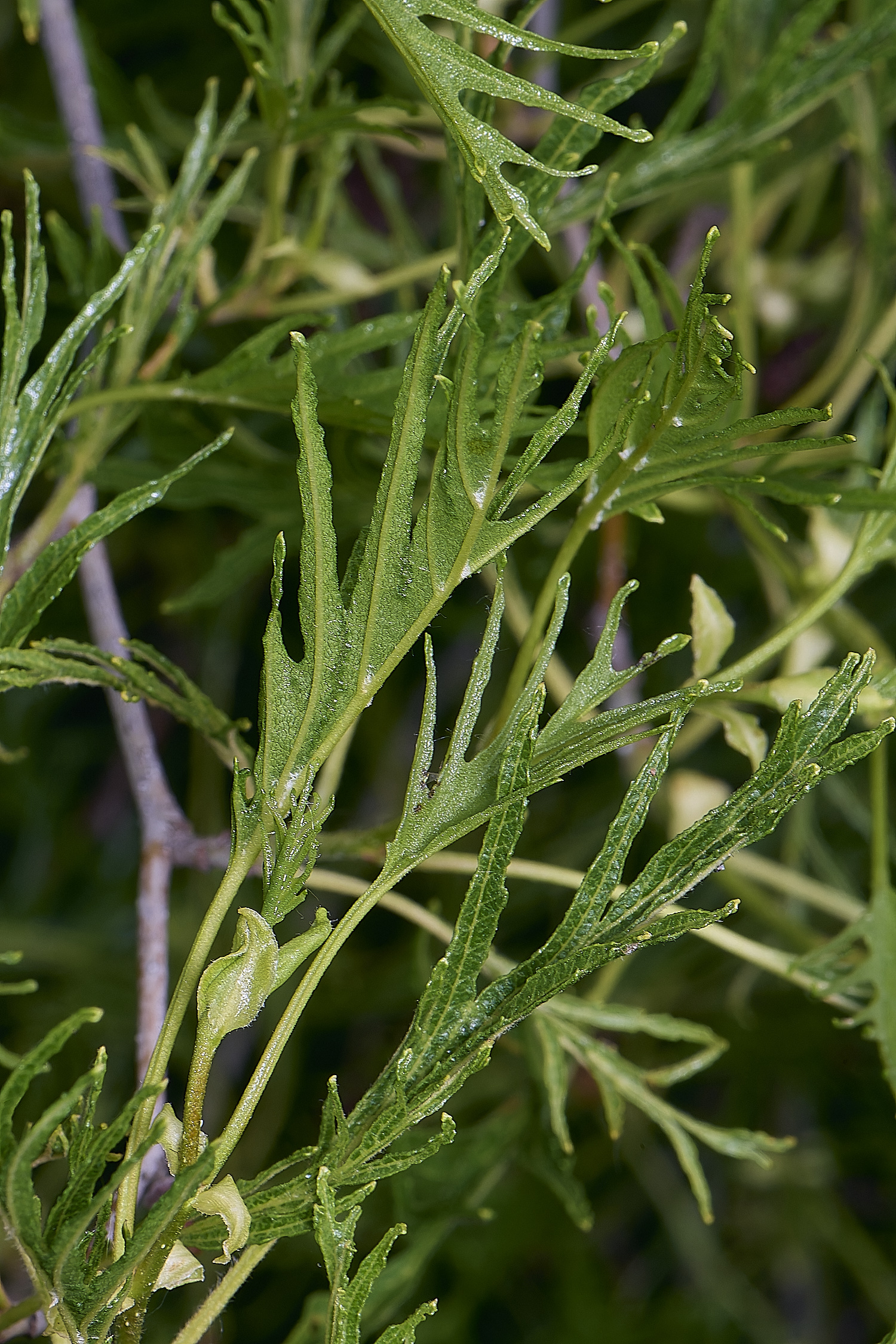 AldboroughCutLeafAlder040625-1