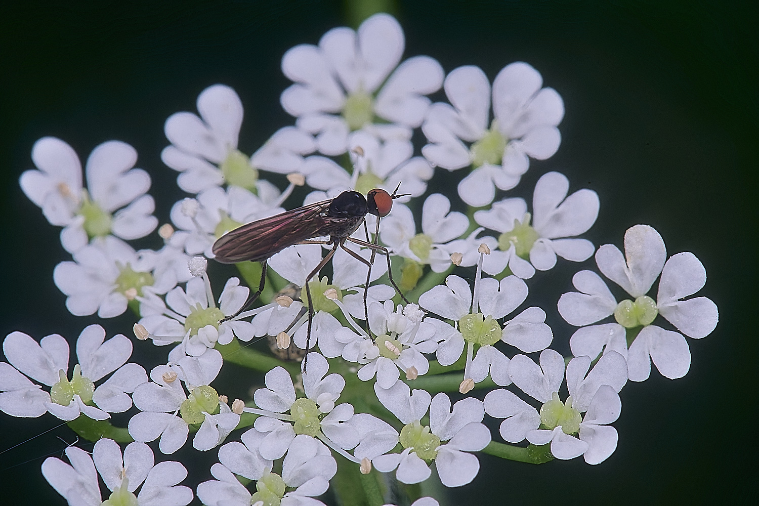 AldboroughEmpisFly040625-1