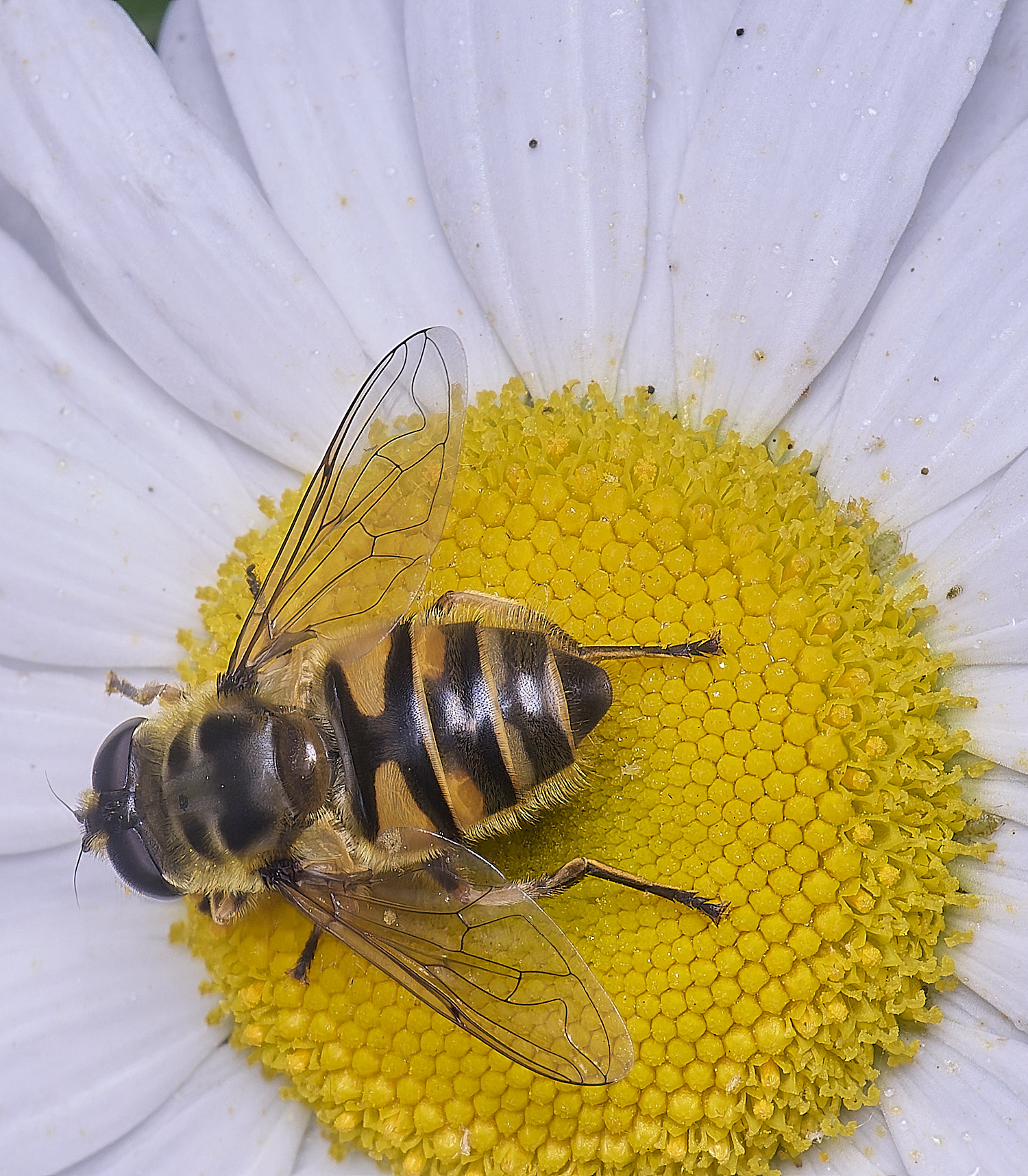 AldboroughEristalis040725-1