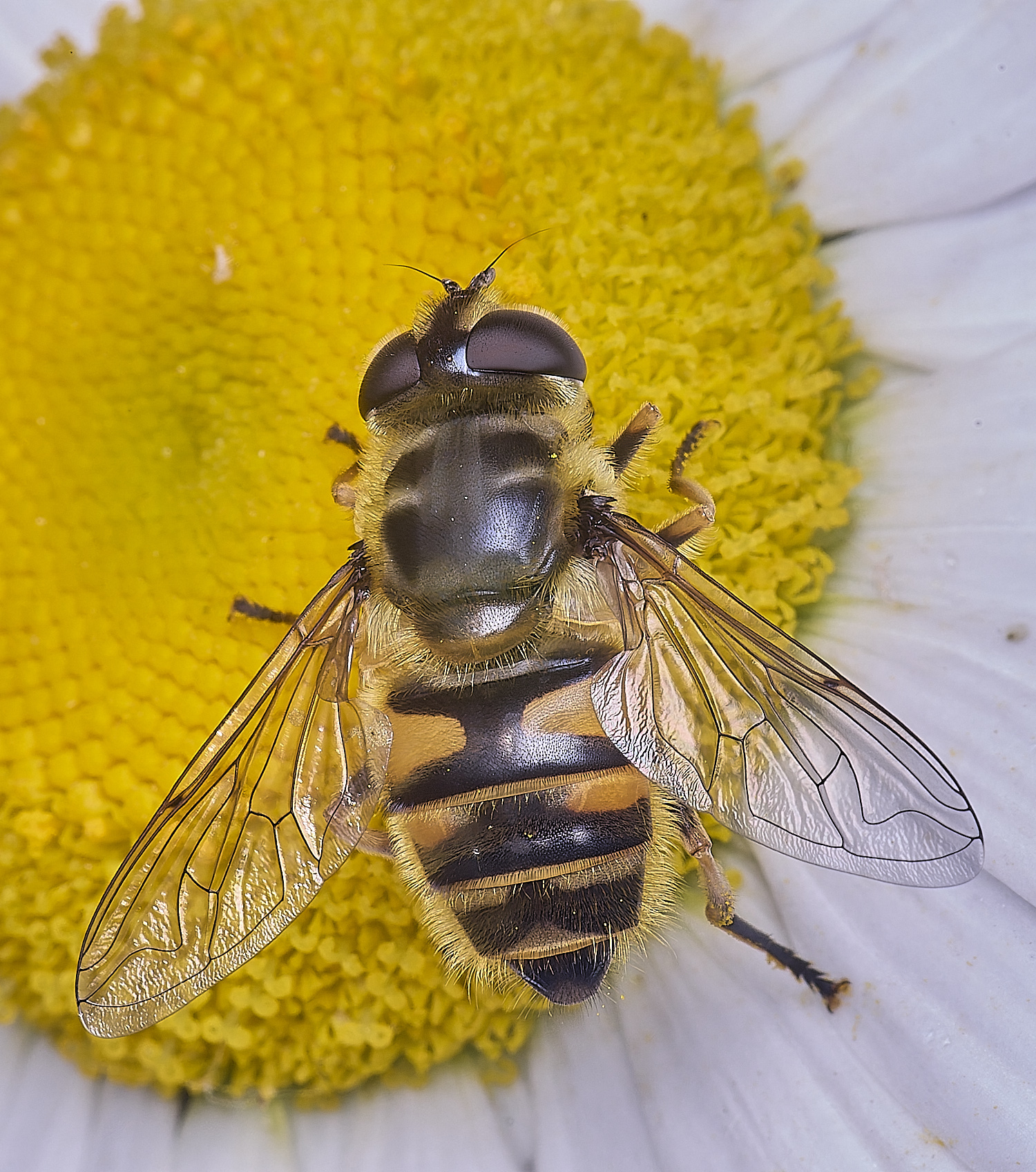 AldboroughEristalis040725-2