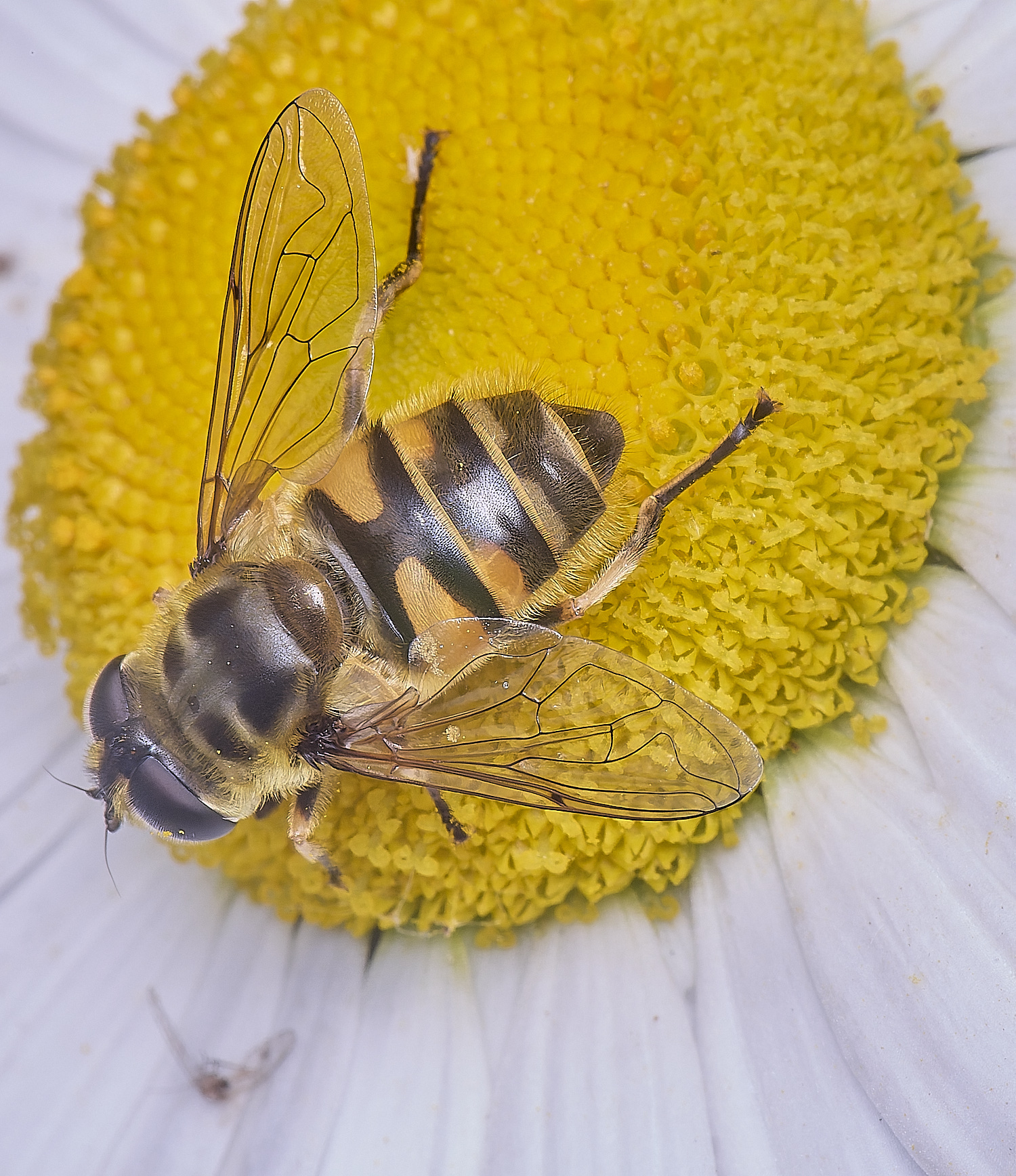 AldboroughEristalis040725-3