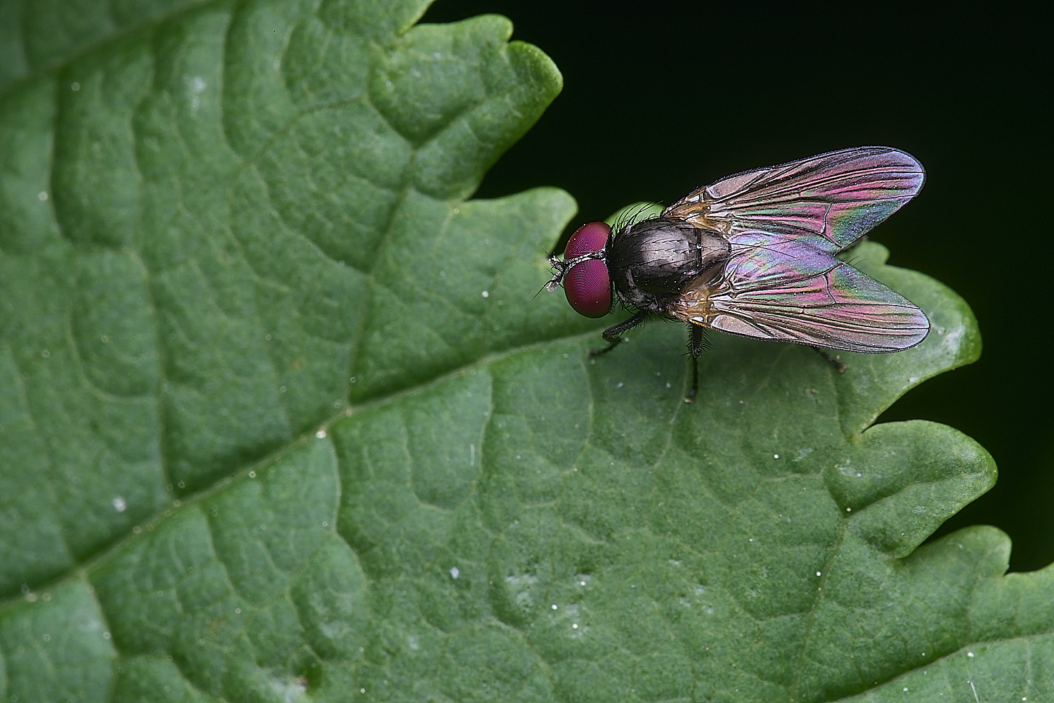 AldboroughFlySp040625-1