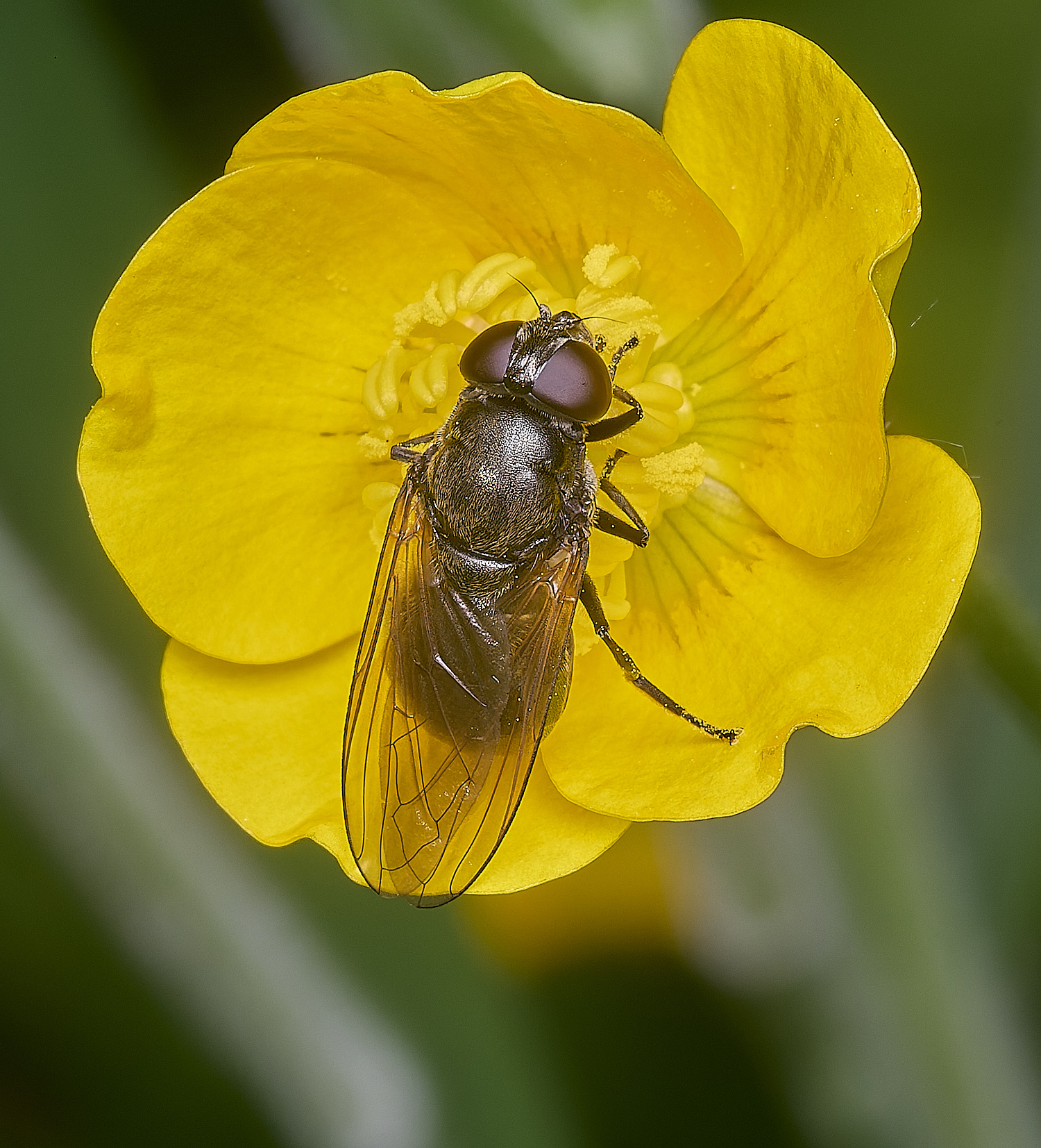 AldboroughHoverfly040725-1