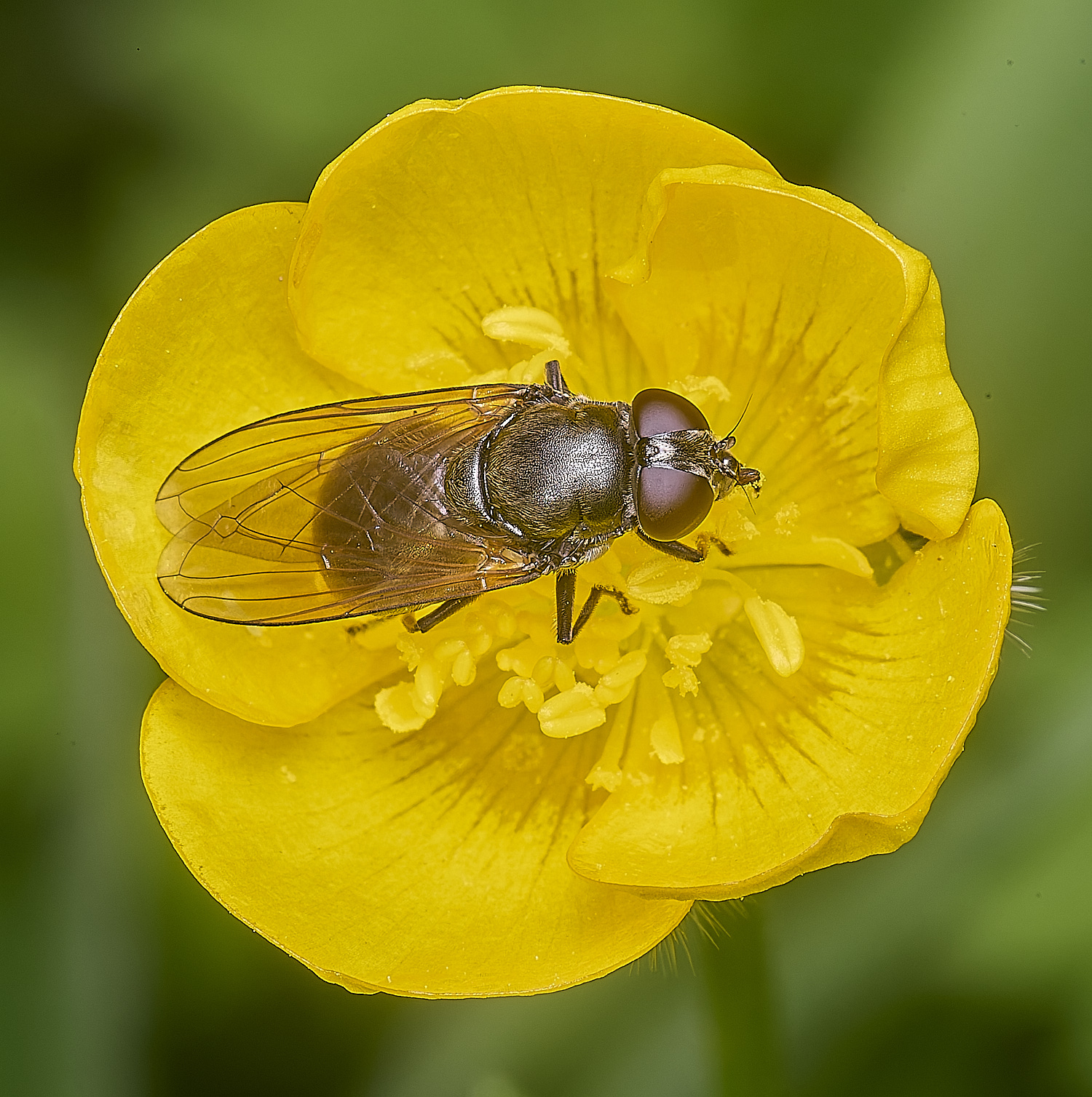 AldboroughHoverfly040725-2