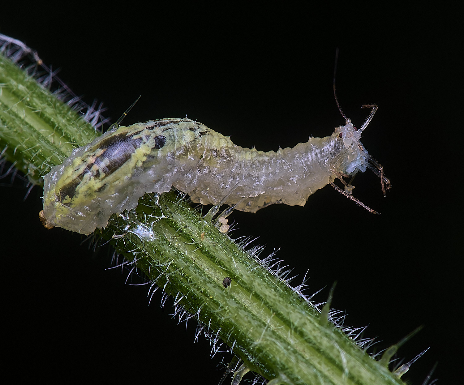AldboroughLarva040625-1
