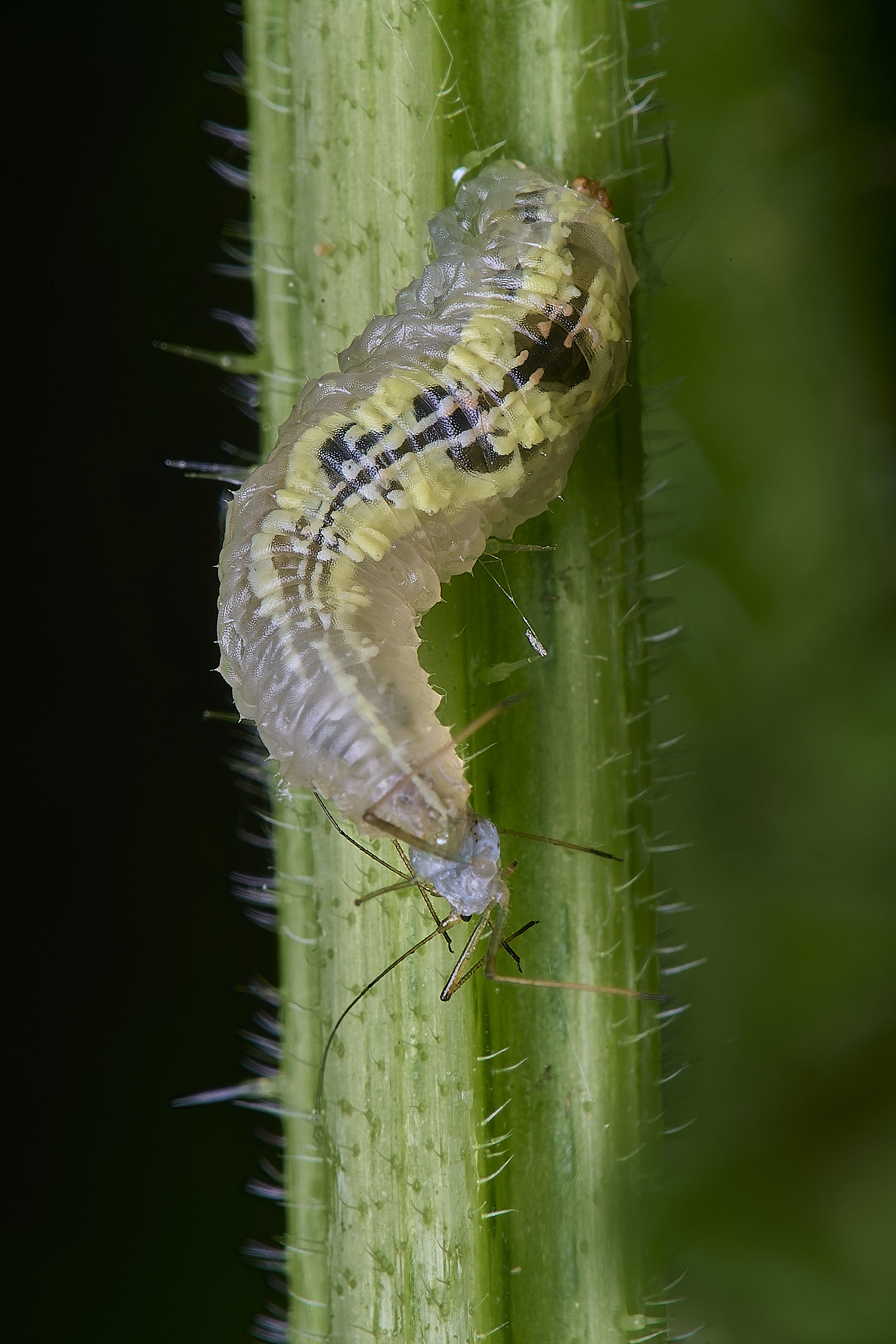 AldboroughLarva040625-3