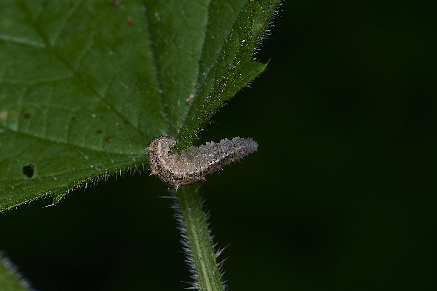 AldboroughLarva2040625-1