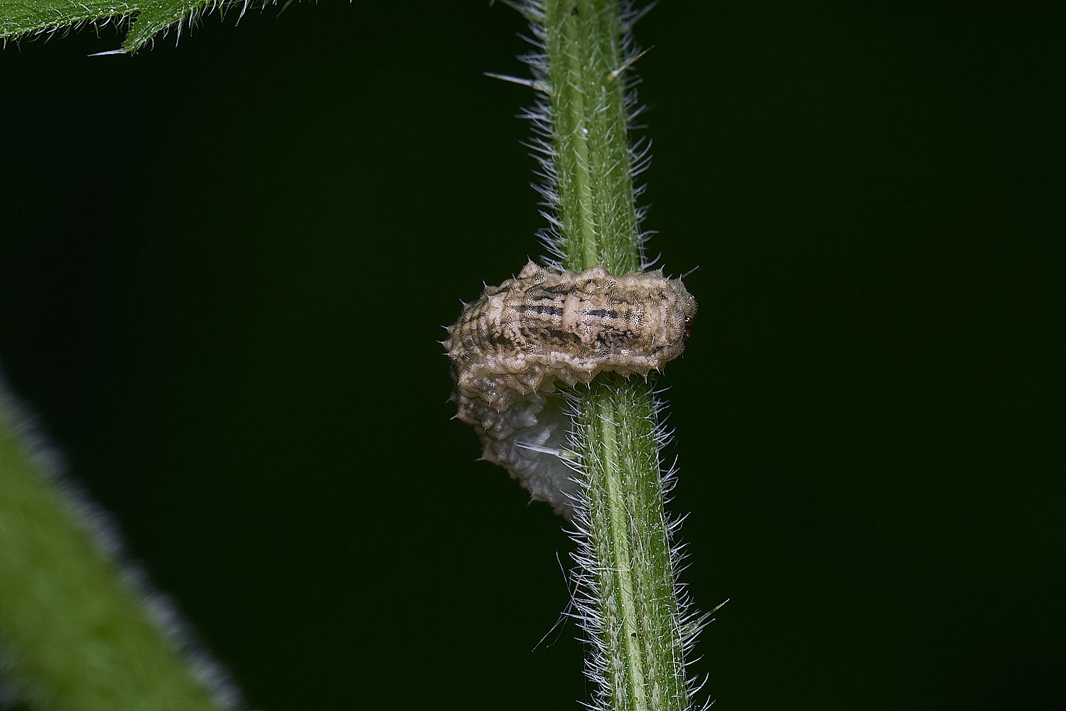 AldboroughLarva2040625-2