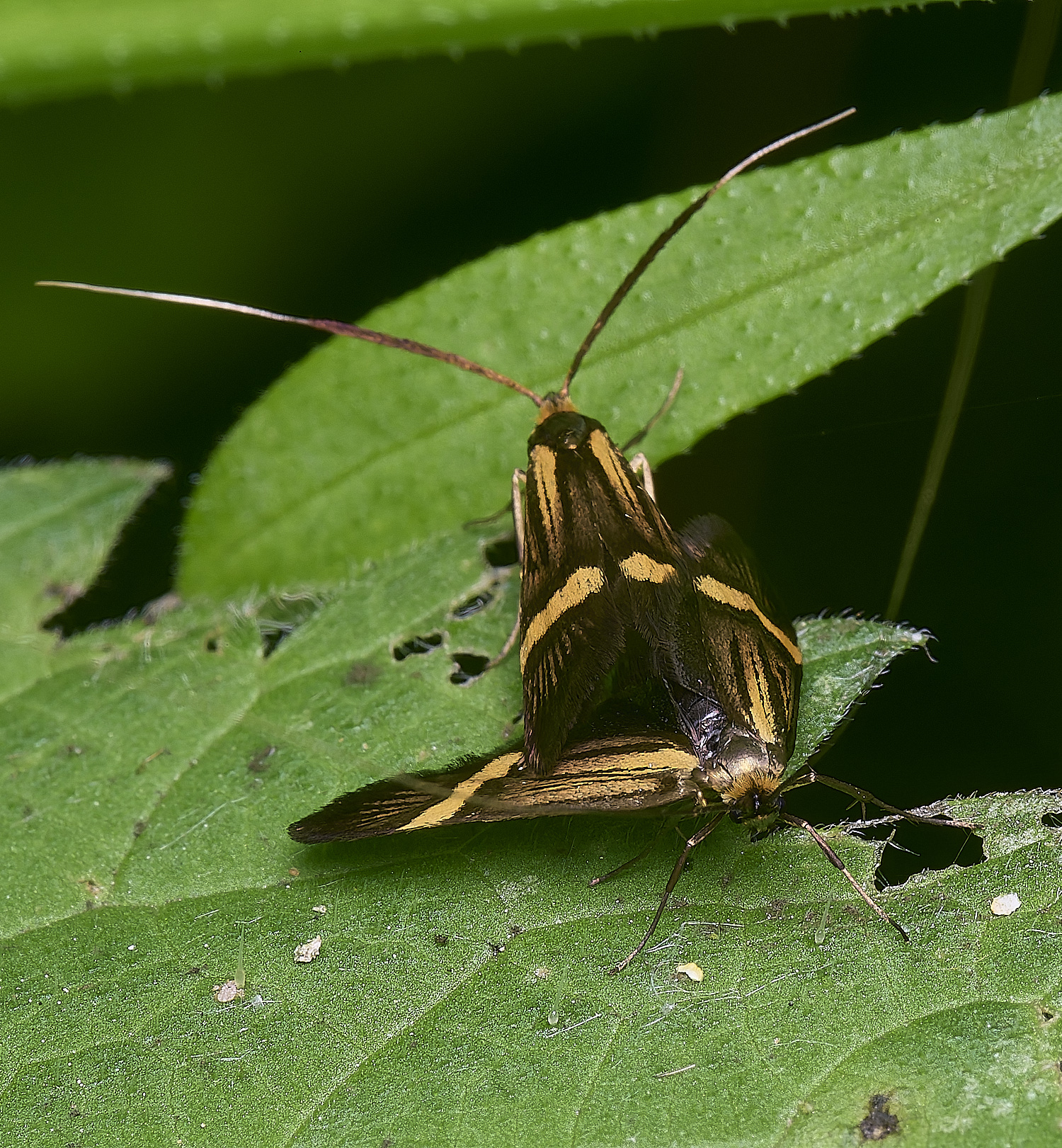 AldboroughLonghornMoth040625-1