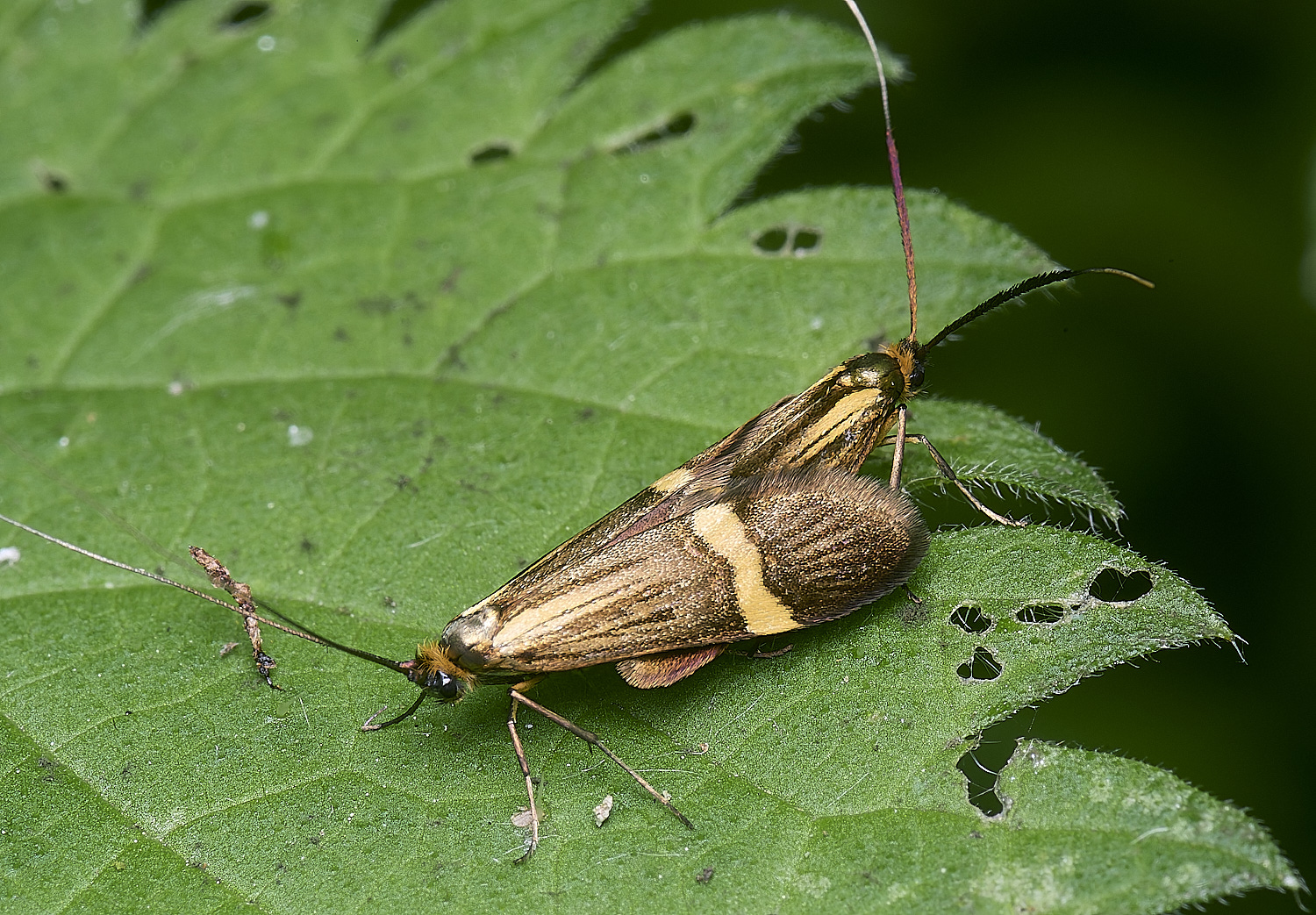 AldboroughLonghornMoth040625-2