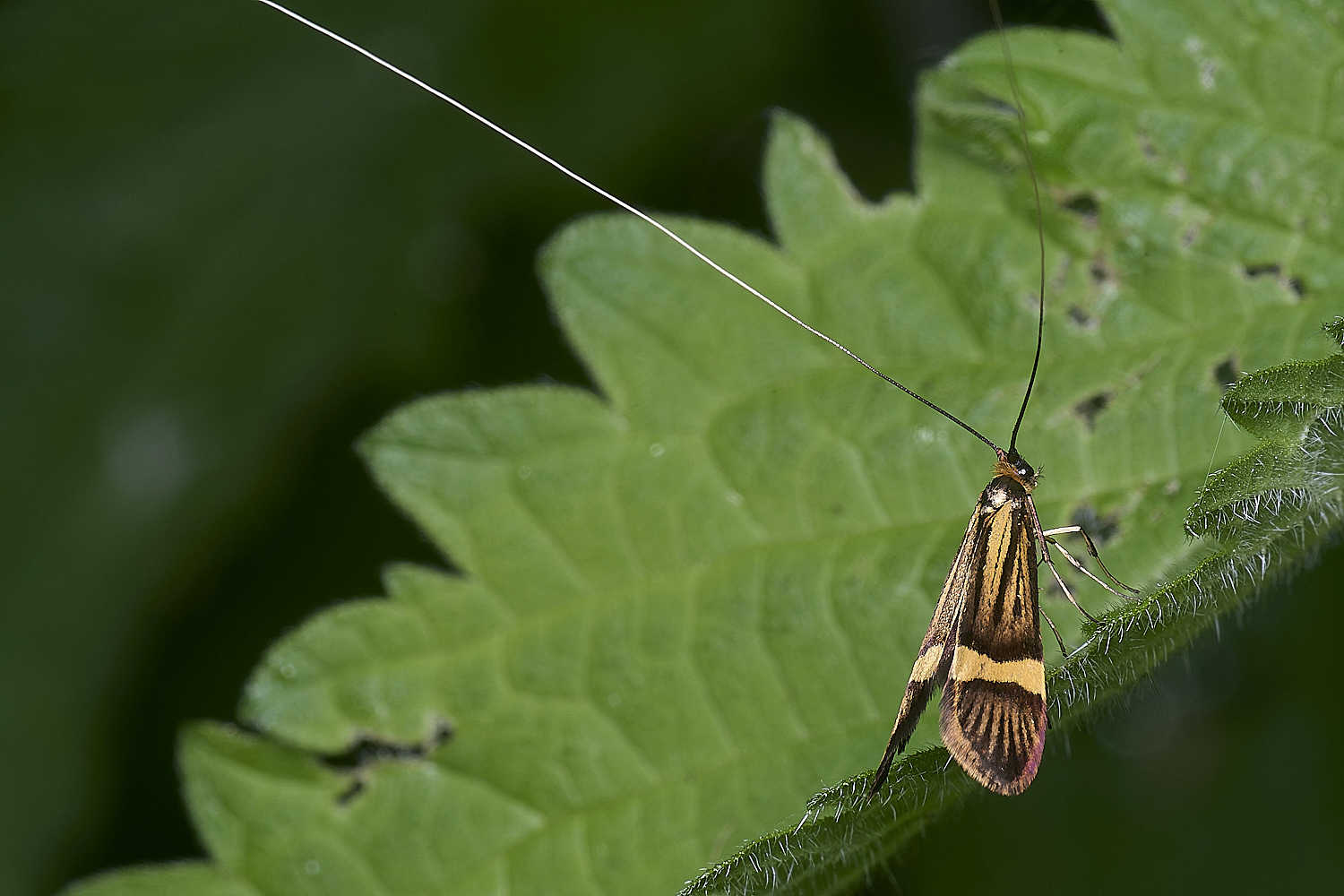 AldboroughLonghornMoth040625-3