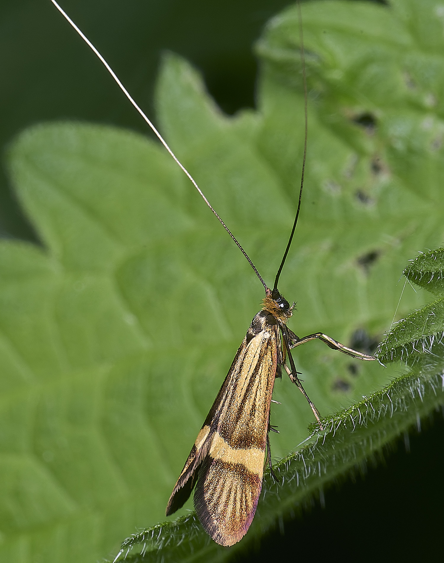 AldboroughLonghornMoth040625-4