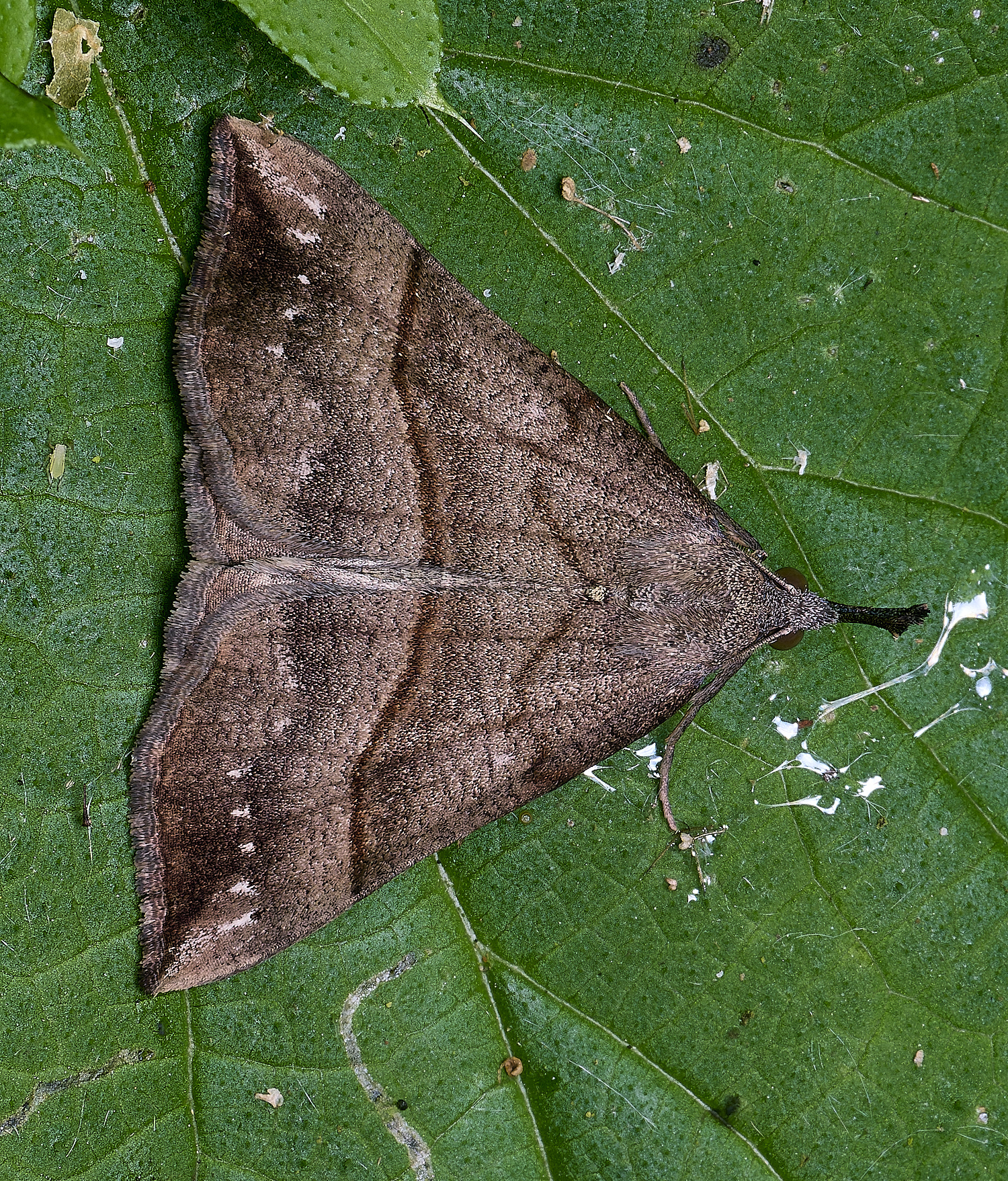 AldboroughLonghornMoth2040625-1