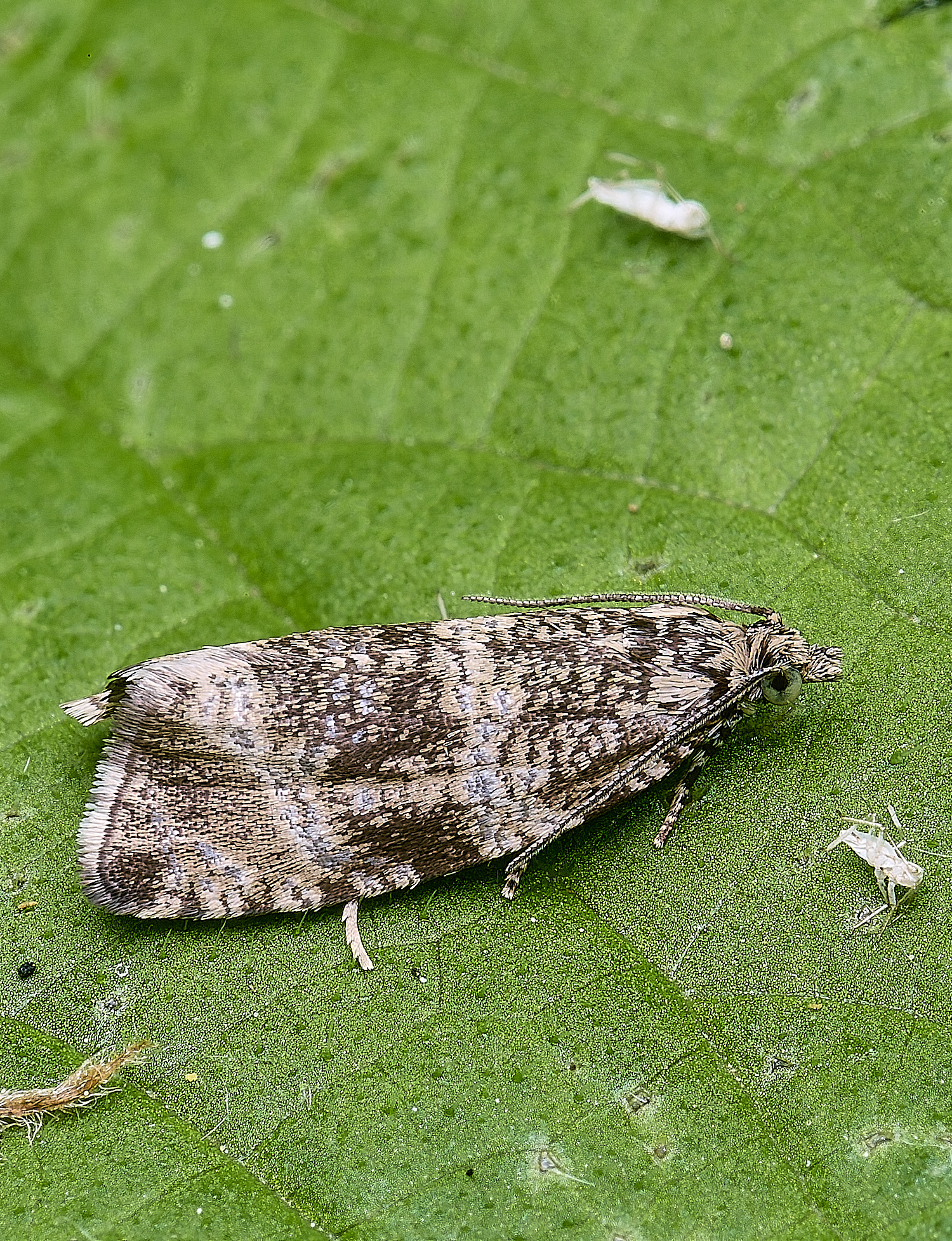 AldboroughMoth040625-1