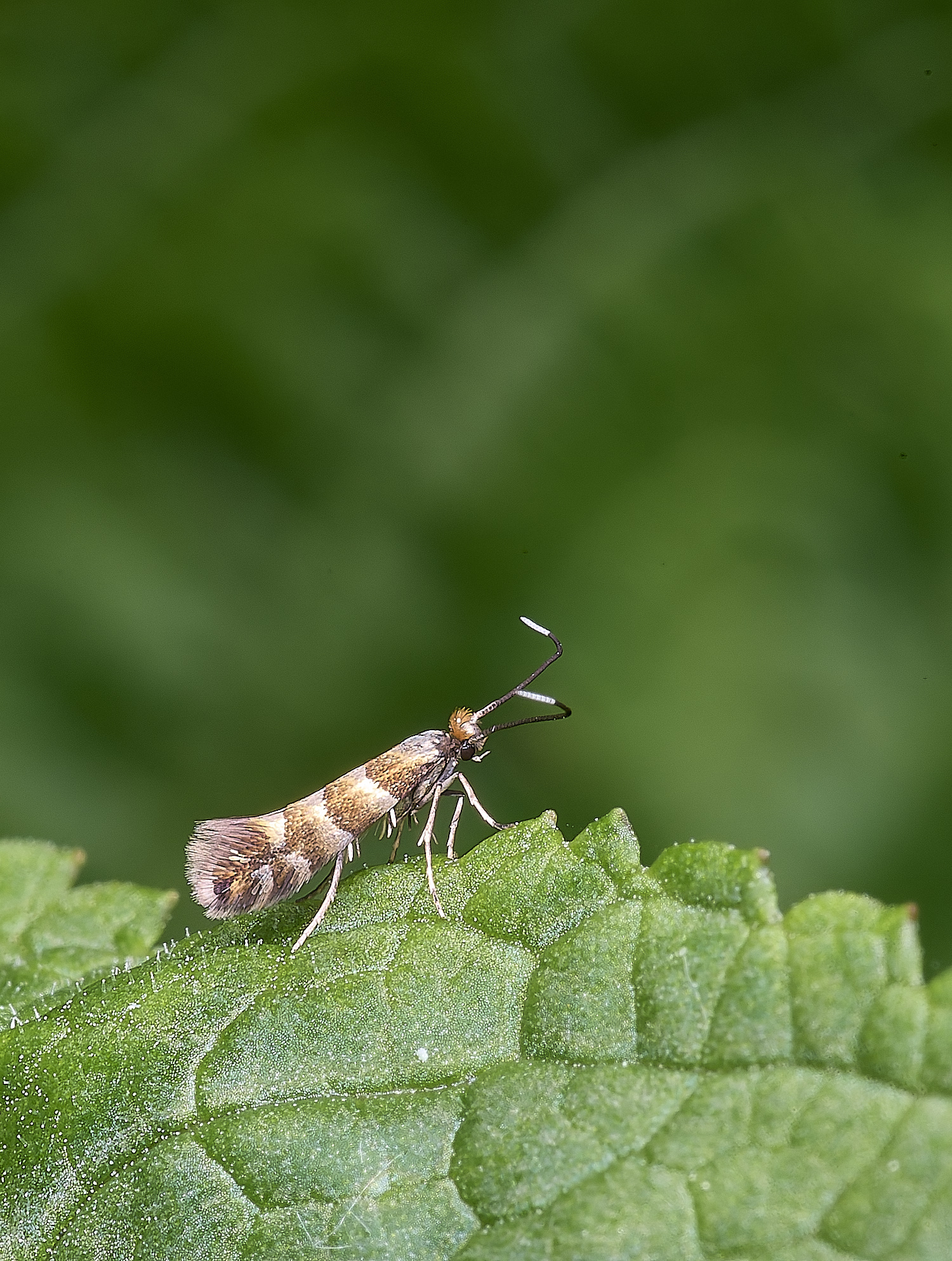 AldboroughMothSp040725-1