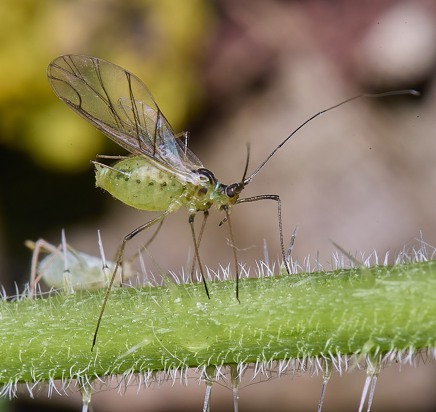 AldboroughNettleAphid040625-1