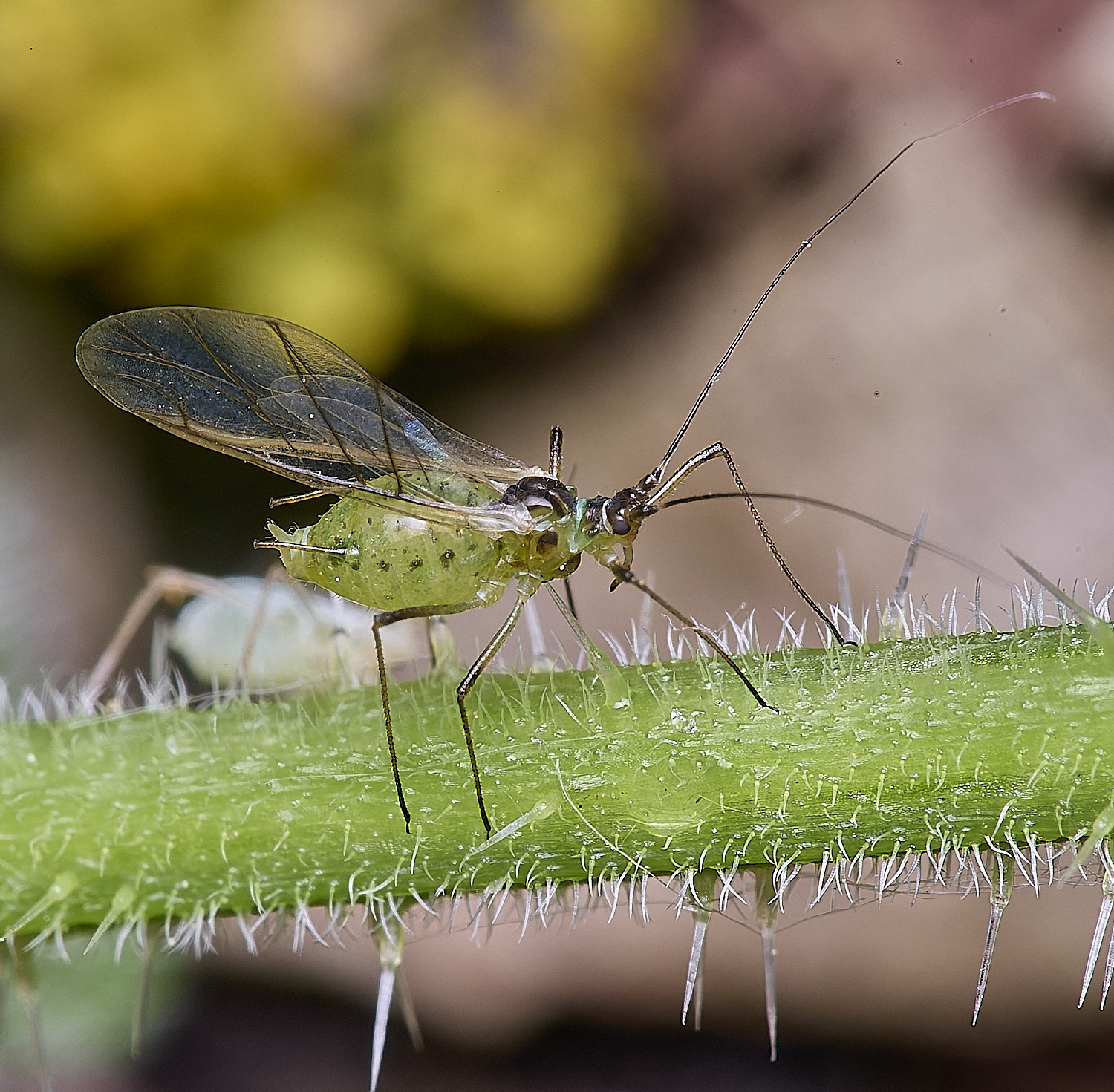 AldboroughNettleAphid040625-2