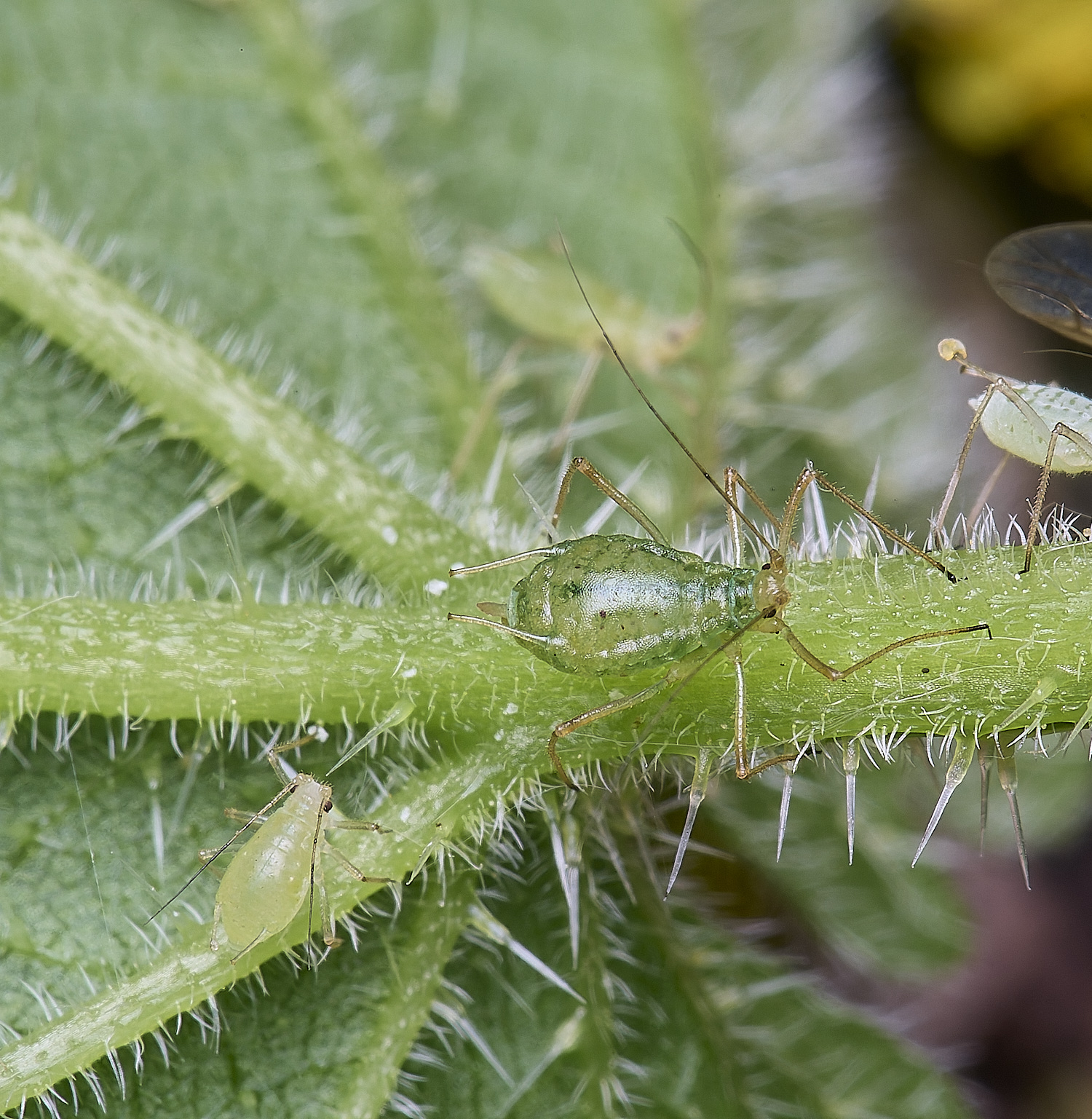 AldboroughNettleAphid040625-3