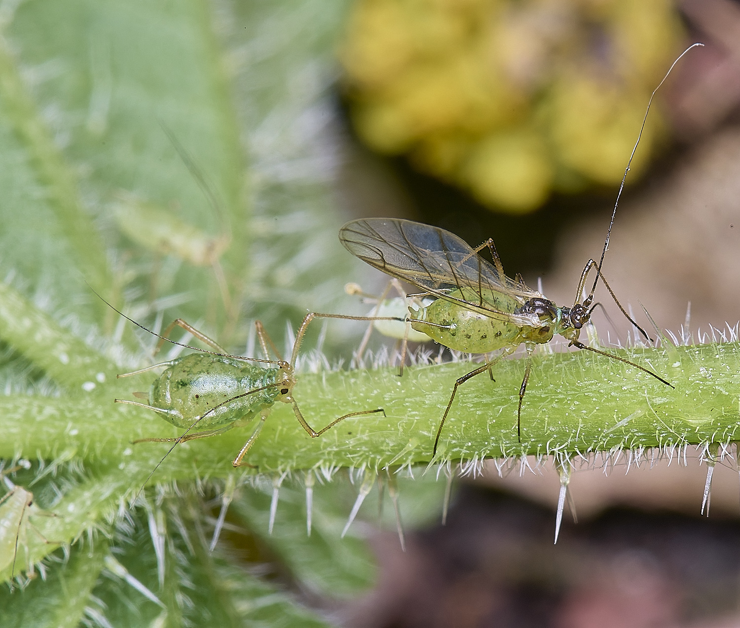 AldboroughNettleAphid040625-4