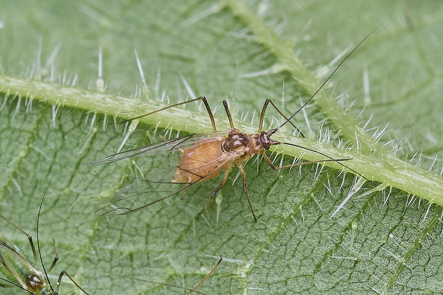 AldboroughNettleAphid040625-5