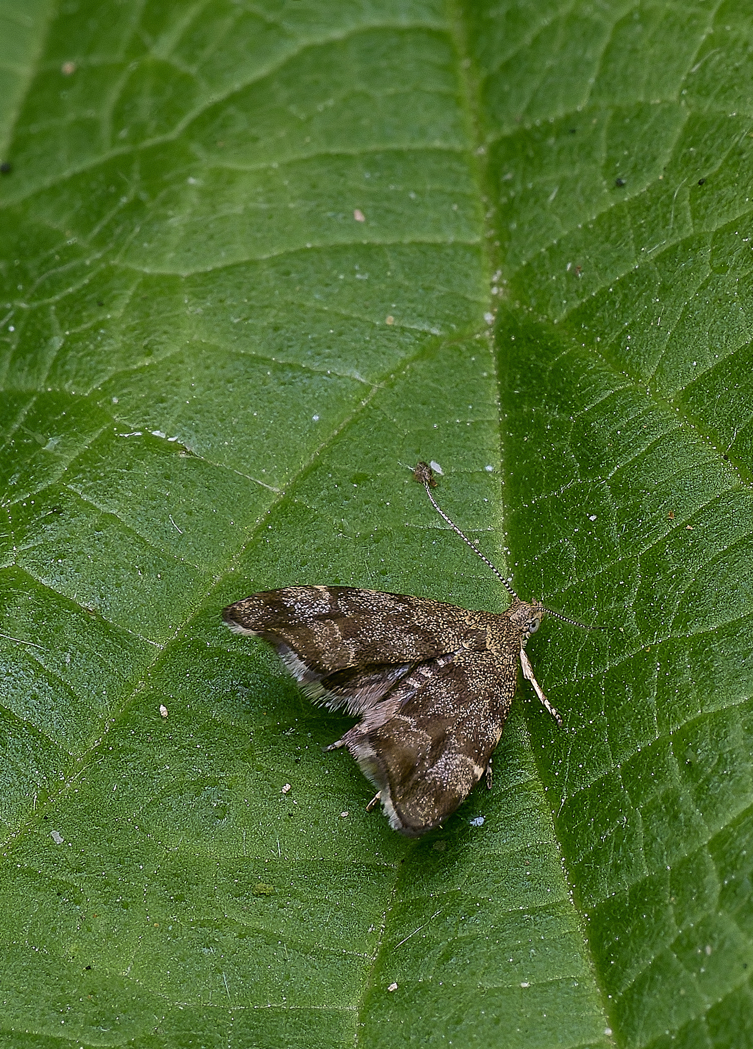 AldboroughNettleTap040625-1