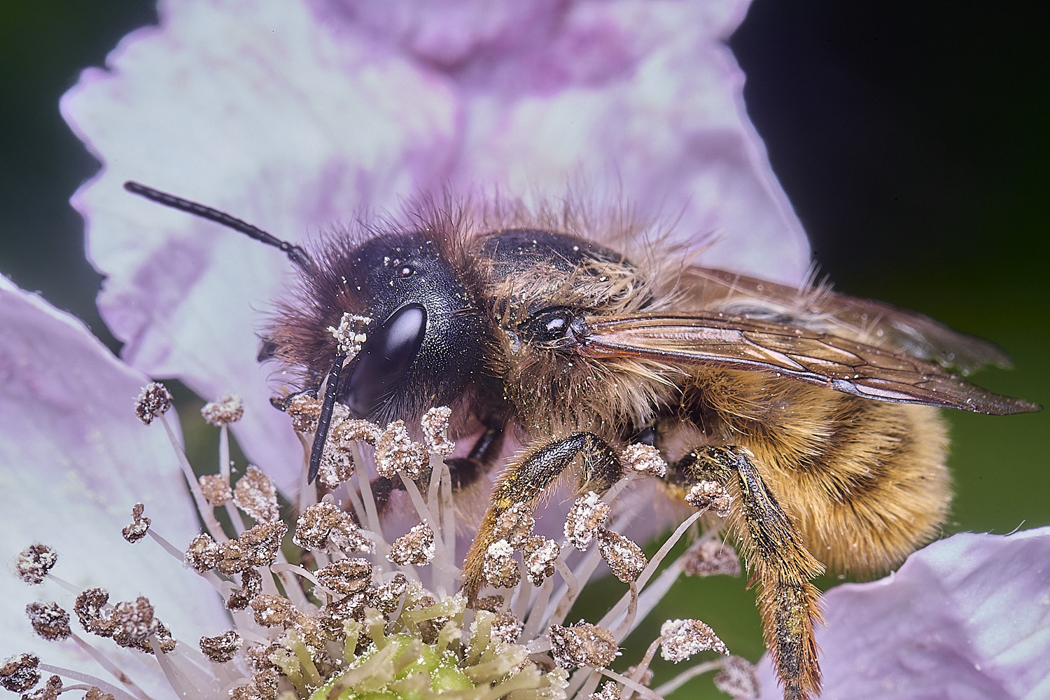 AldboroughObicornis040725-1