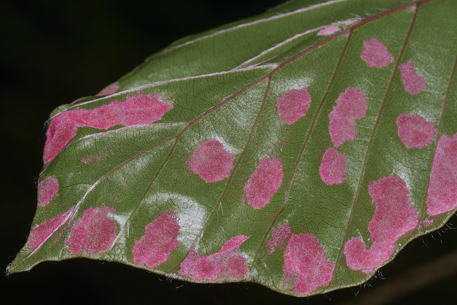 AldboroughOnBeech040725-1