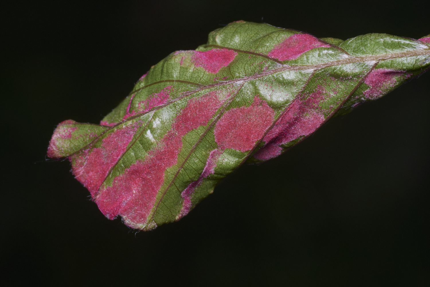 AldboroughOnBeech040725-2